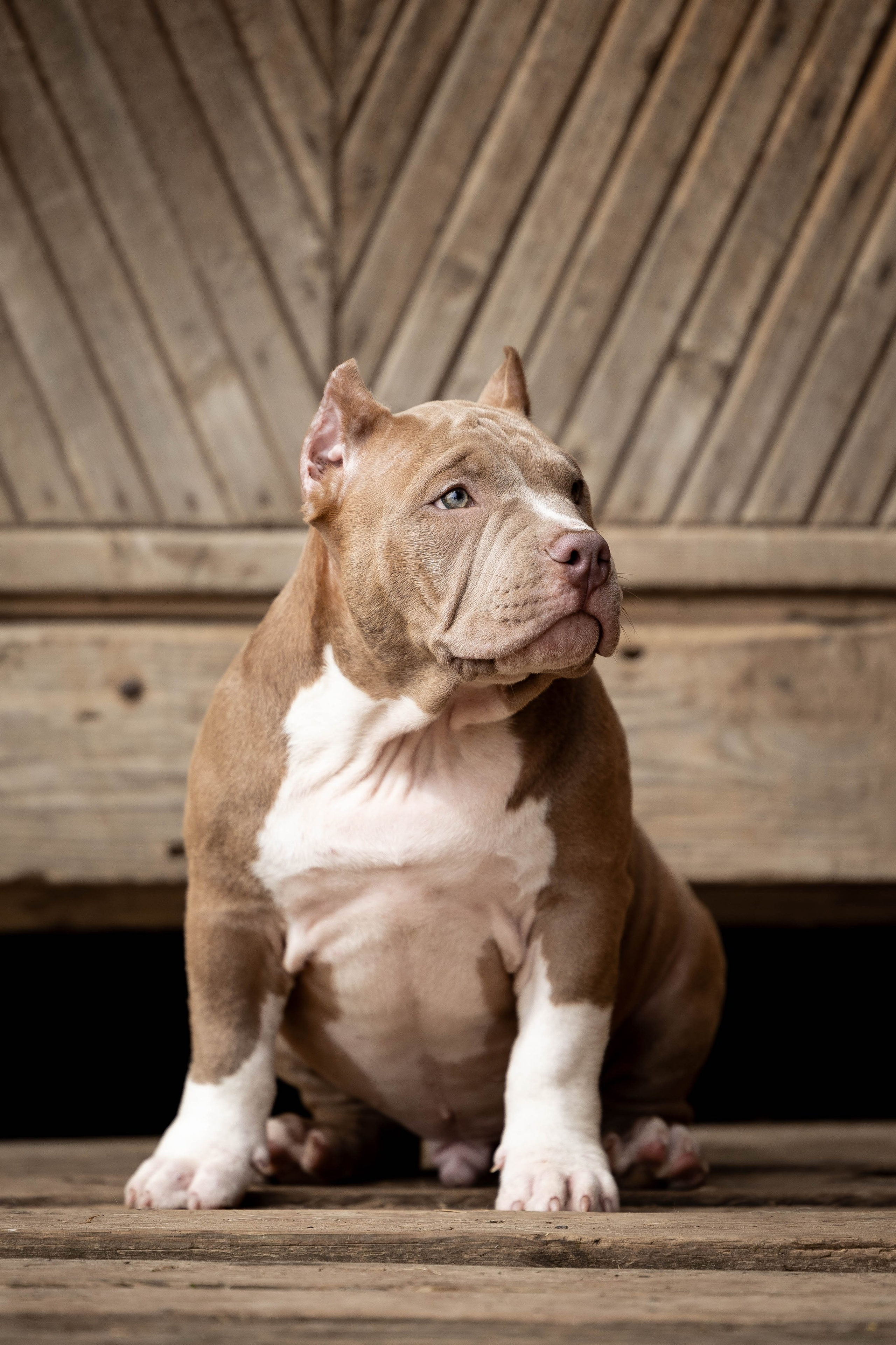 И снова булляшики. Фотограф Анималист в Перми Анастасия Остерман
