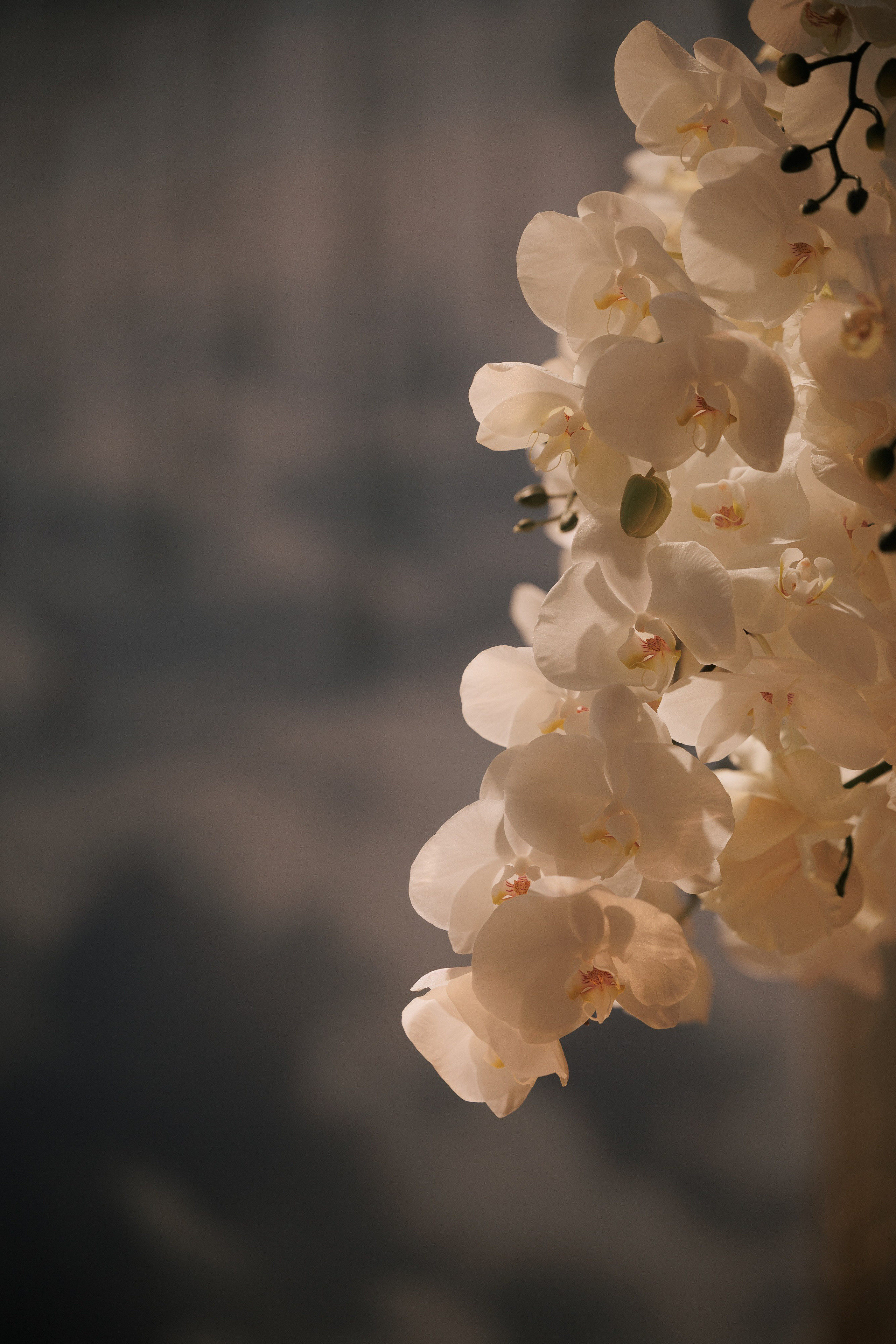 V's B-DAY. Свадебный и event-фотограф Иван Волнухин