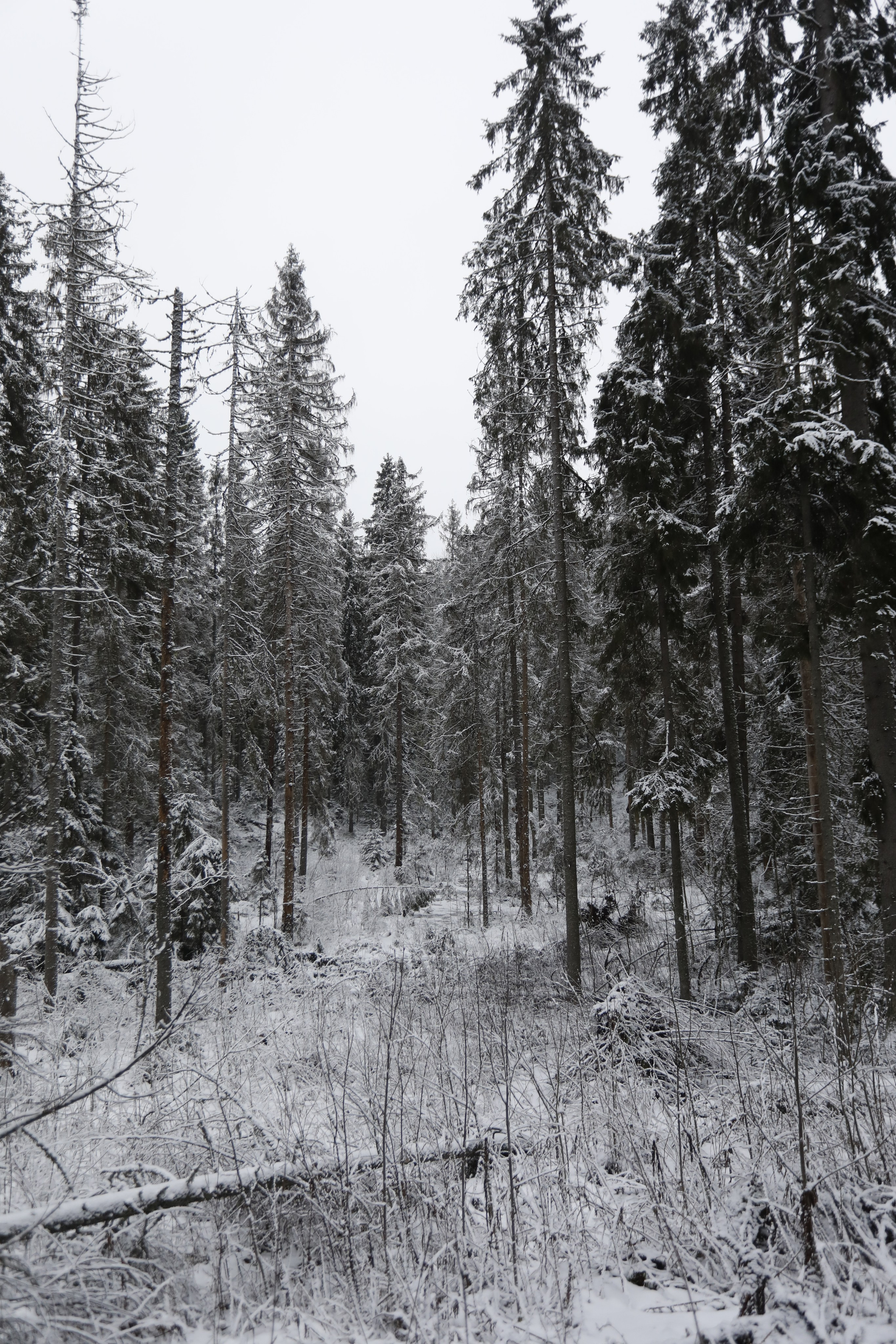 News. Elizabeth Marriott