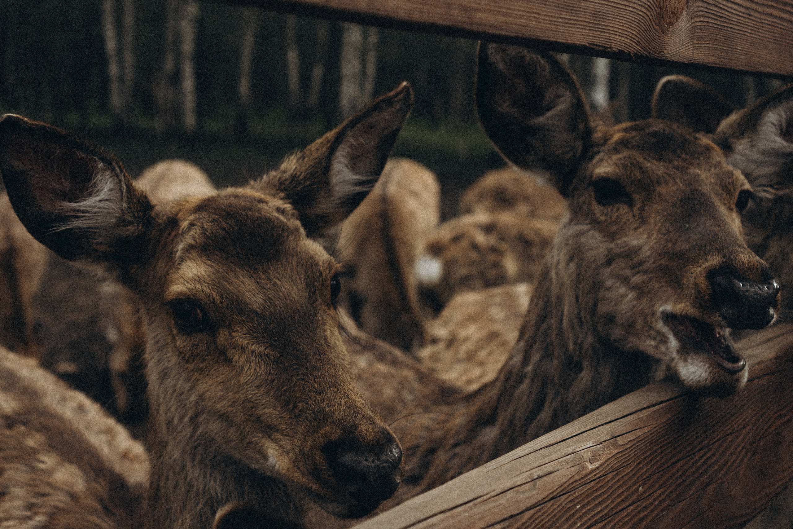 ОЛЕНЬЯ ФЕРМА В ТВЕРИ. Профессиональный фотограф, Санкт-Петербург — Виктория Богомолова