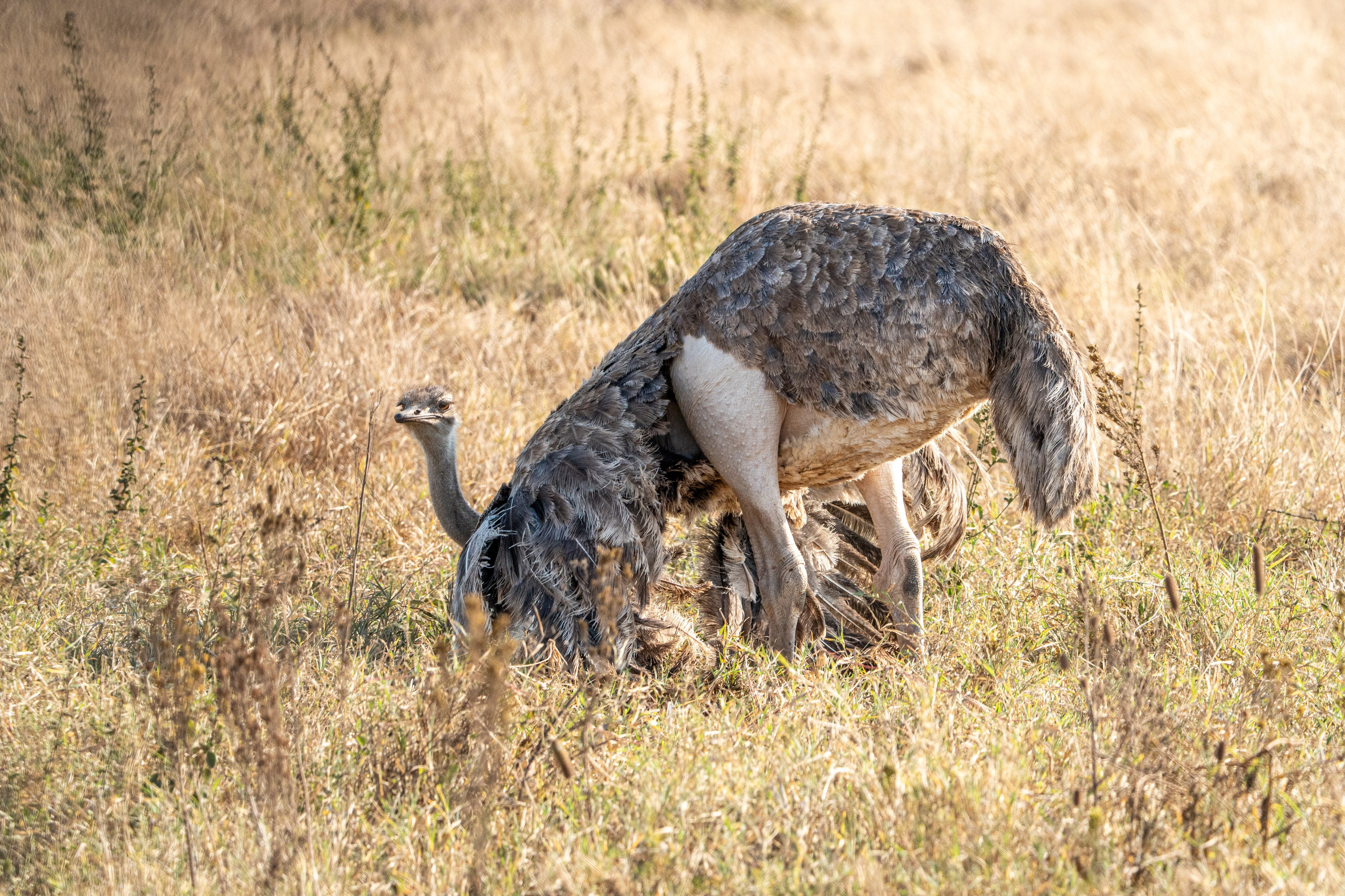 Танзания, сафари, 2025. Творческие сьемки