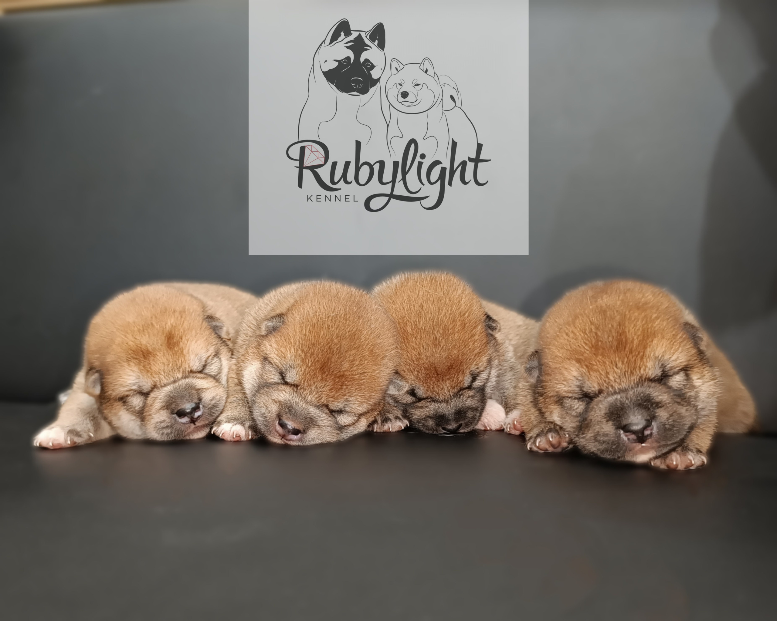 сиба питомник Рубилайт щенки на продажу rubylight  сиба щенки купить СПб Санкт-Петербург 