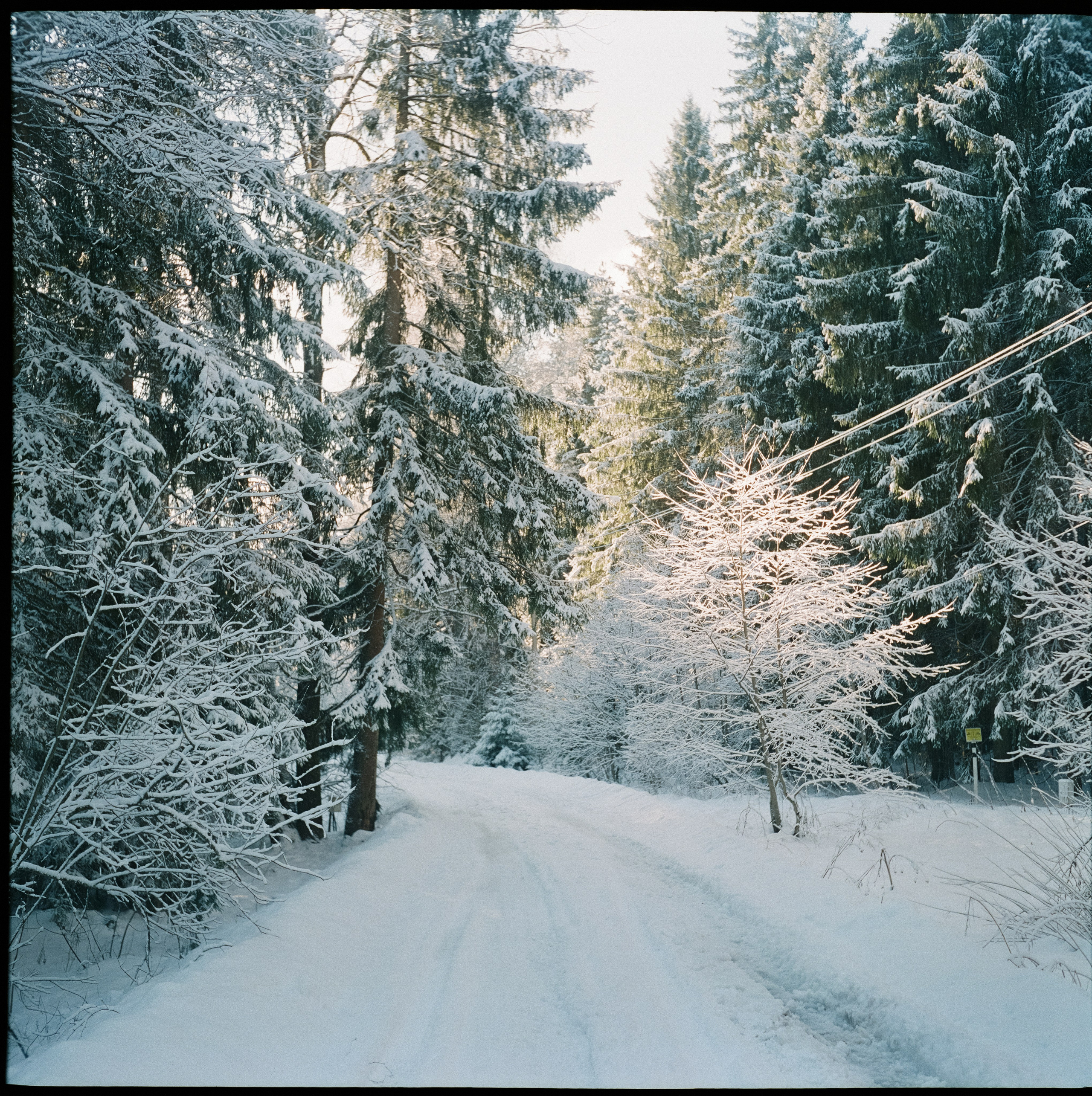 Fujicolor PRO 400H примеры фотографий