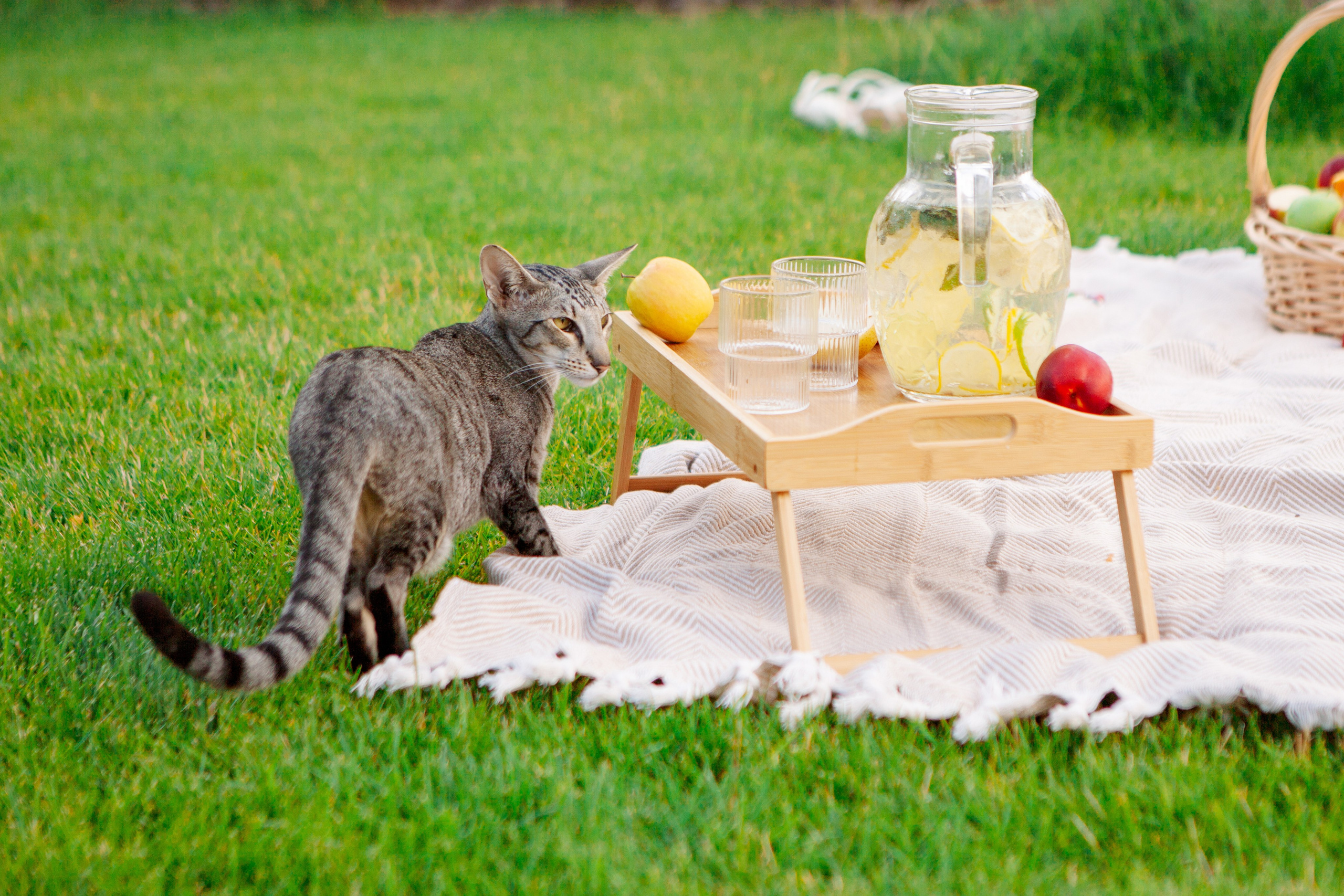 Семейная фотосессия дома. Фотограф Ольга Ефремова