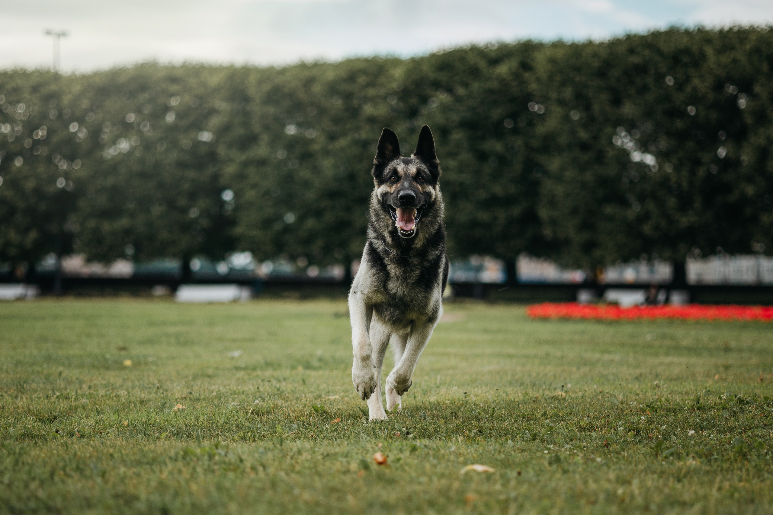 Рей и Ксения. Фотограф — Анималист | Санкт-Петербург