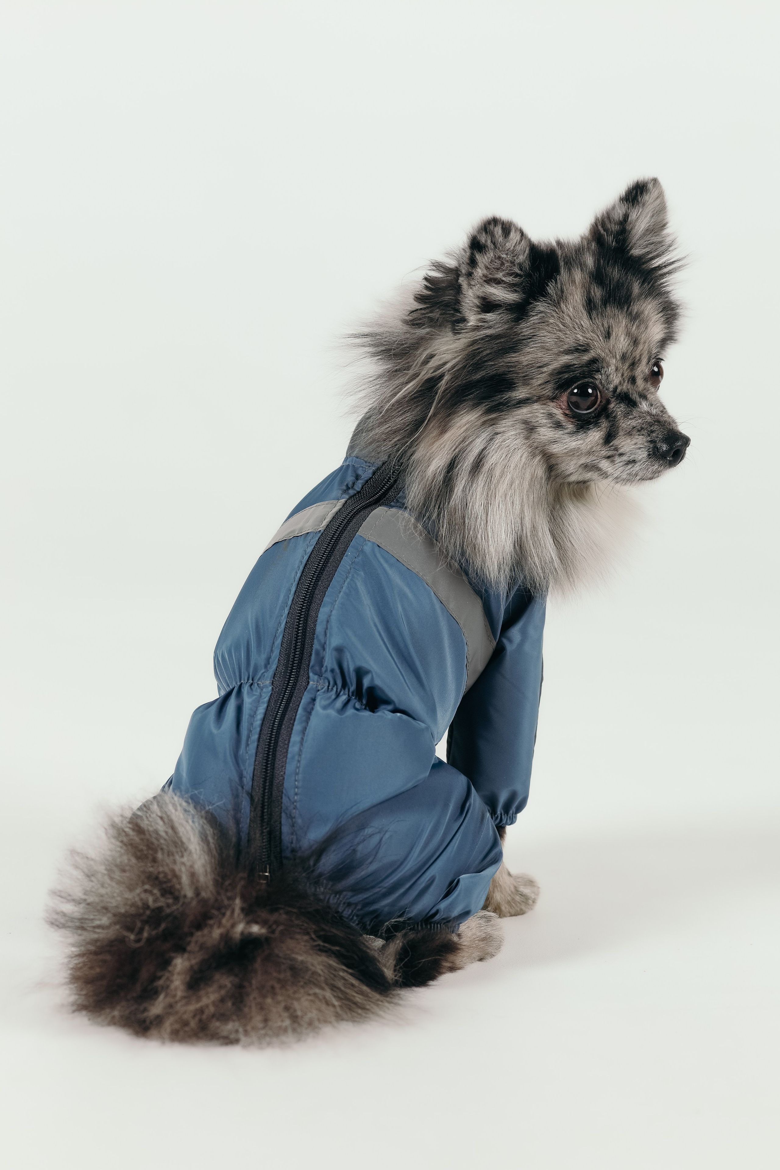 Для брендов. Фотограф- анималист Санкт-Петербург