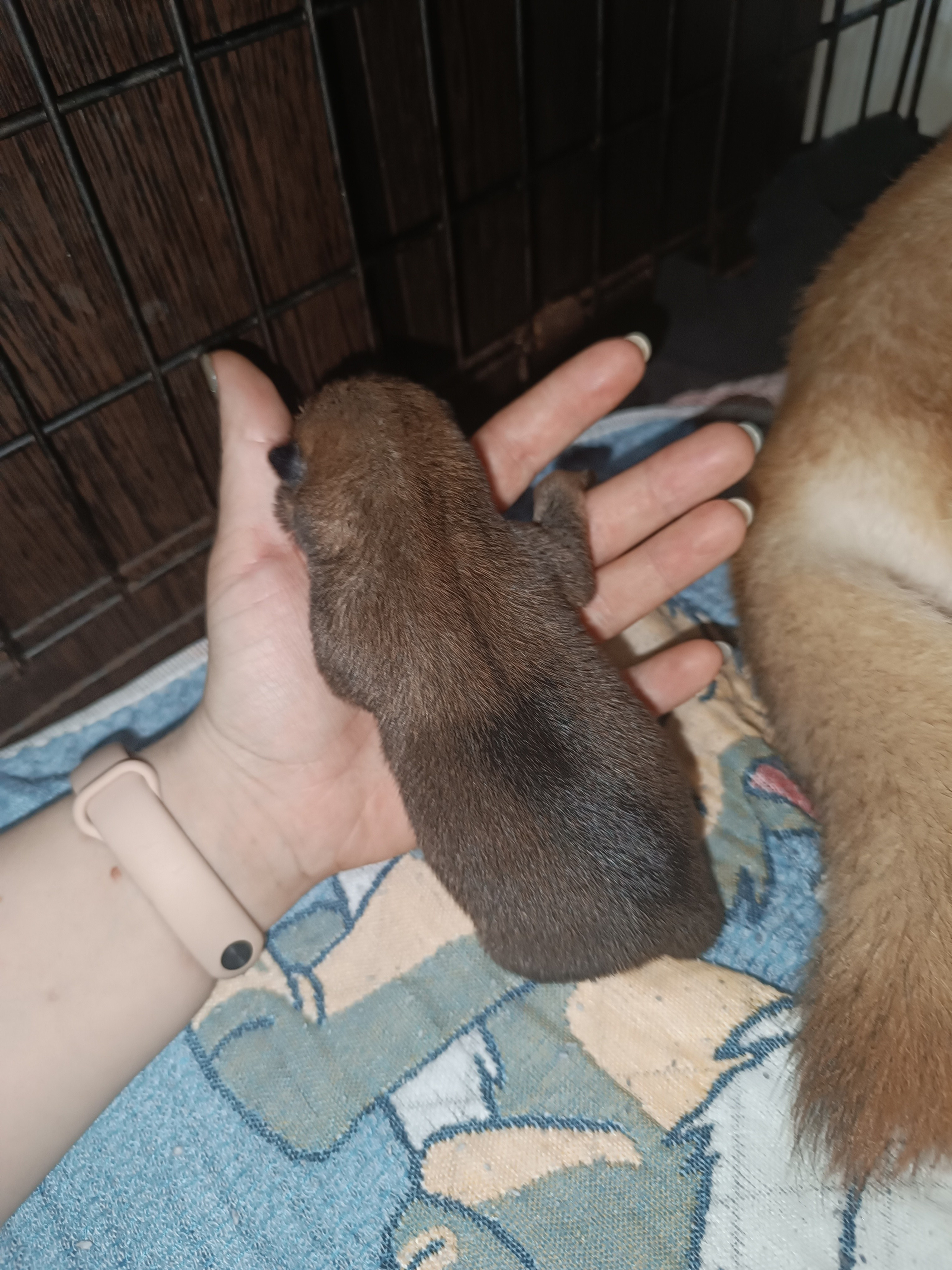 сиба питомник Рубилайт щенки на продажу rubylight  сиба щенки купить СПб Санкт-Петербург 