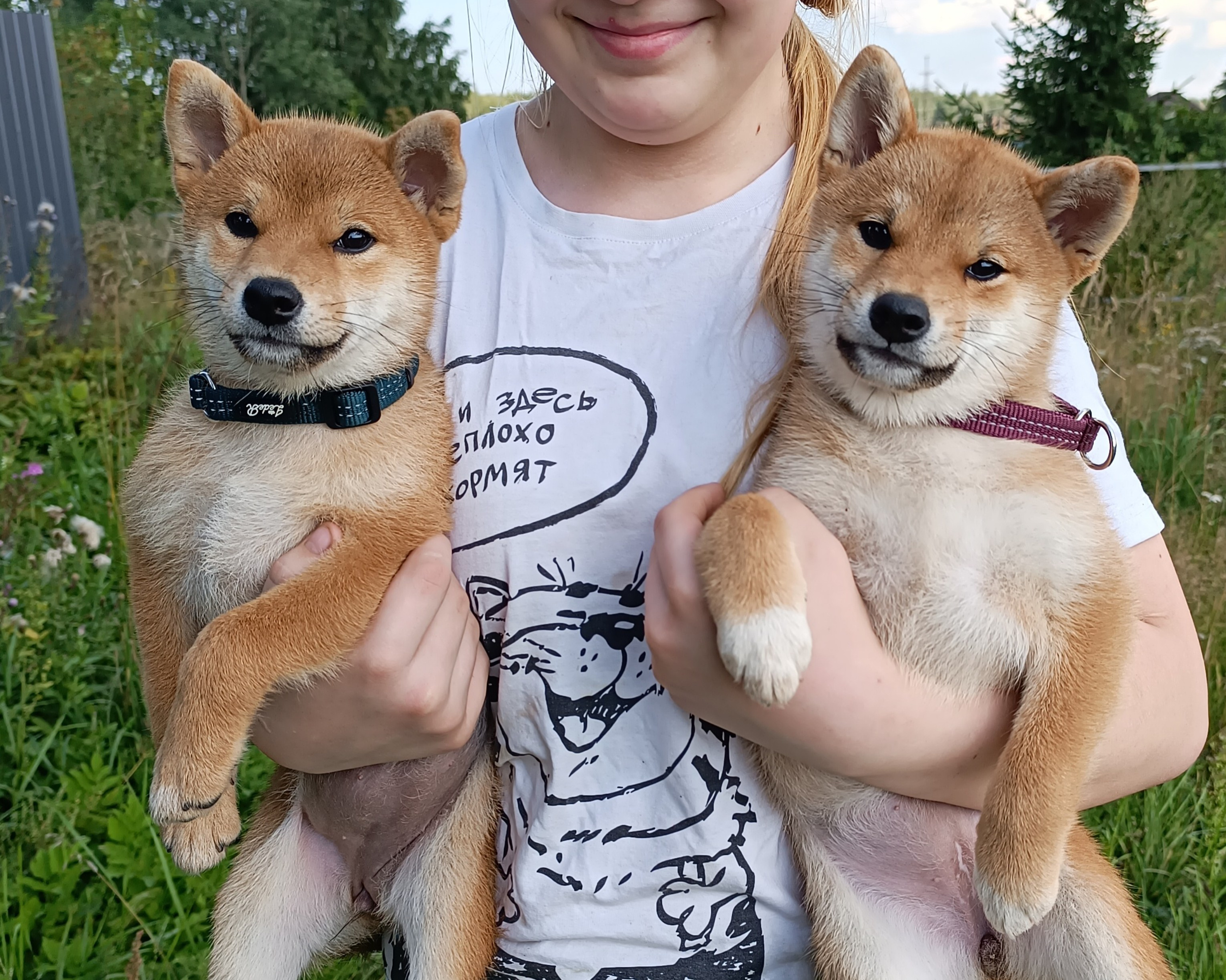 сиба питомник Рубилайт щенки на продажу rubylight  сиба щенки купить СПб Санкт-Петербург 