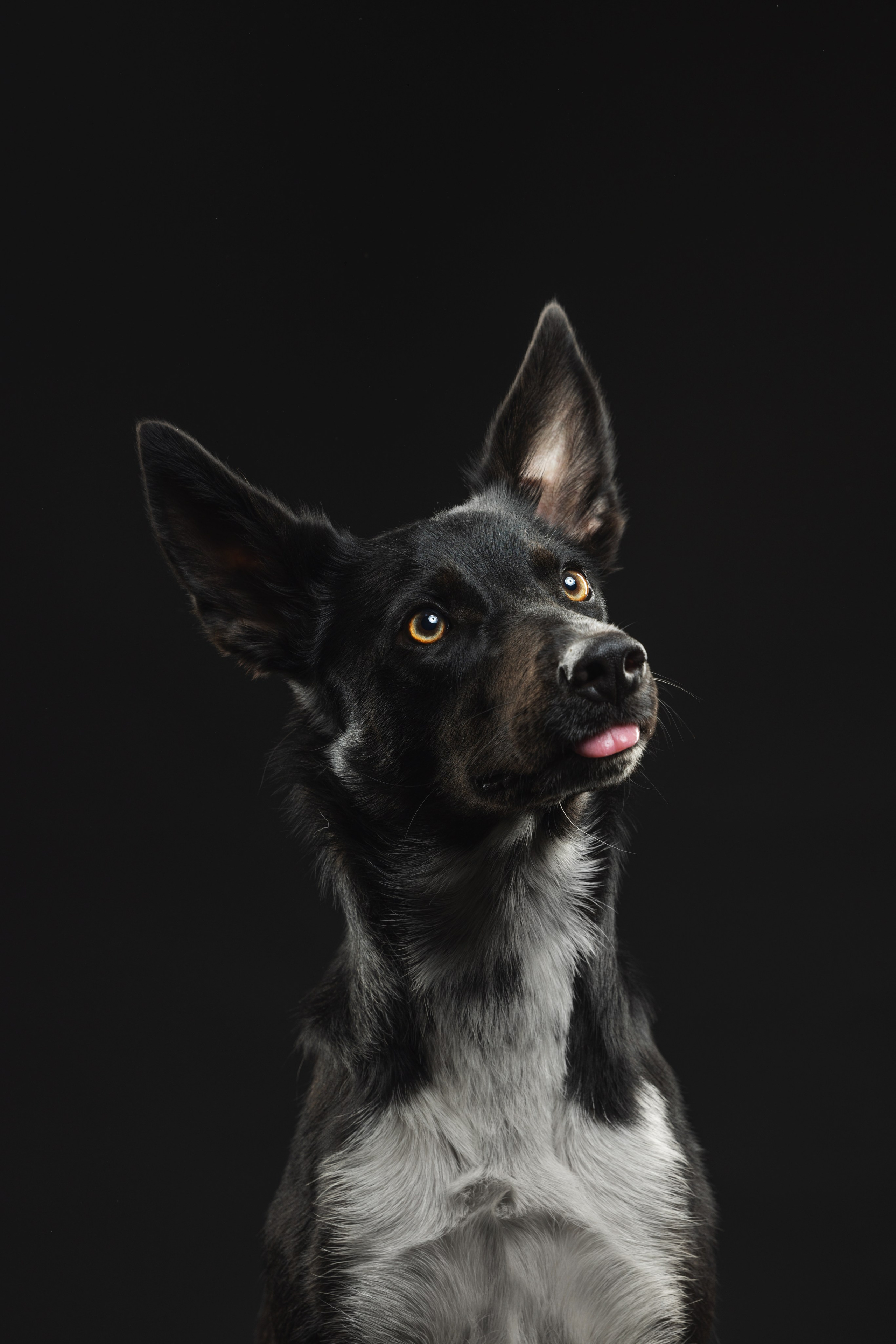 Бордер колли. Фотограф анималист Осипчикова Мария