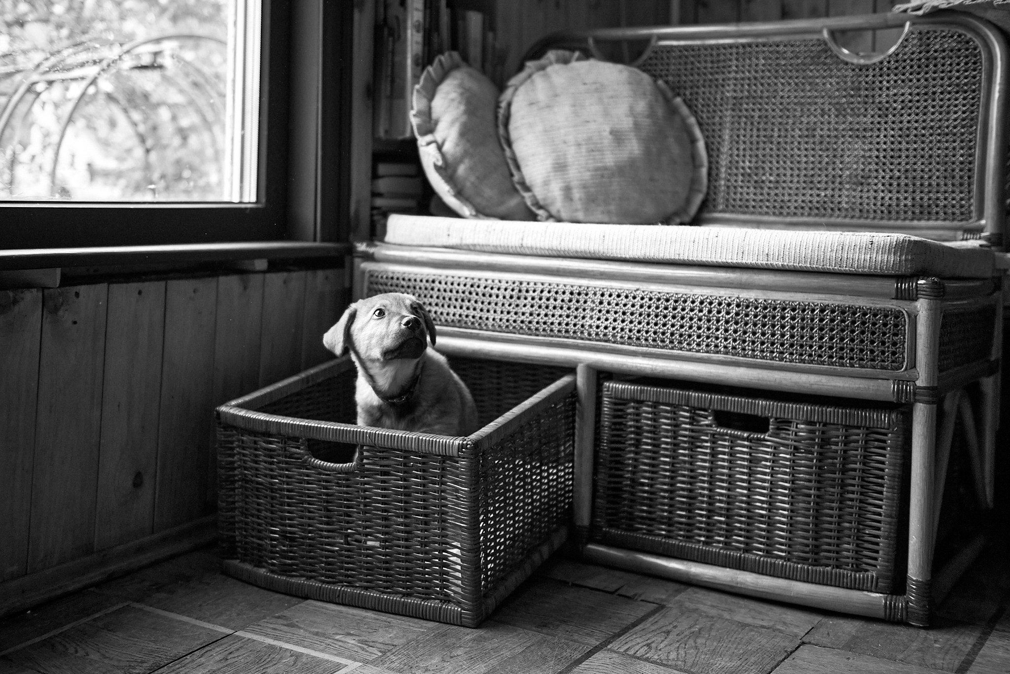 Фотосъемка животных