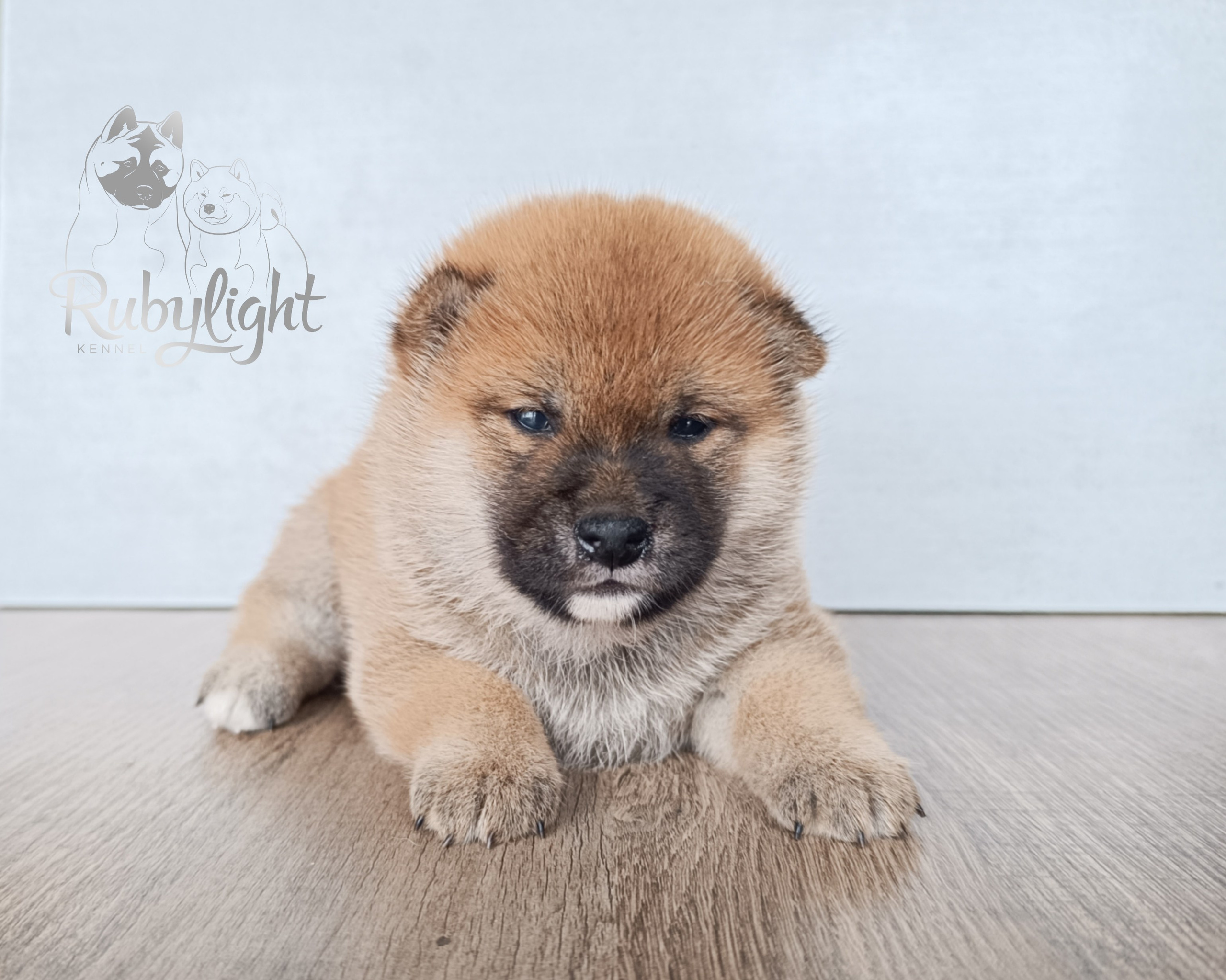 Сиба Rubylight Ellis питомник Рубилайт 