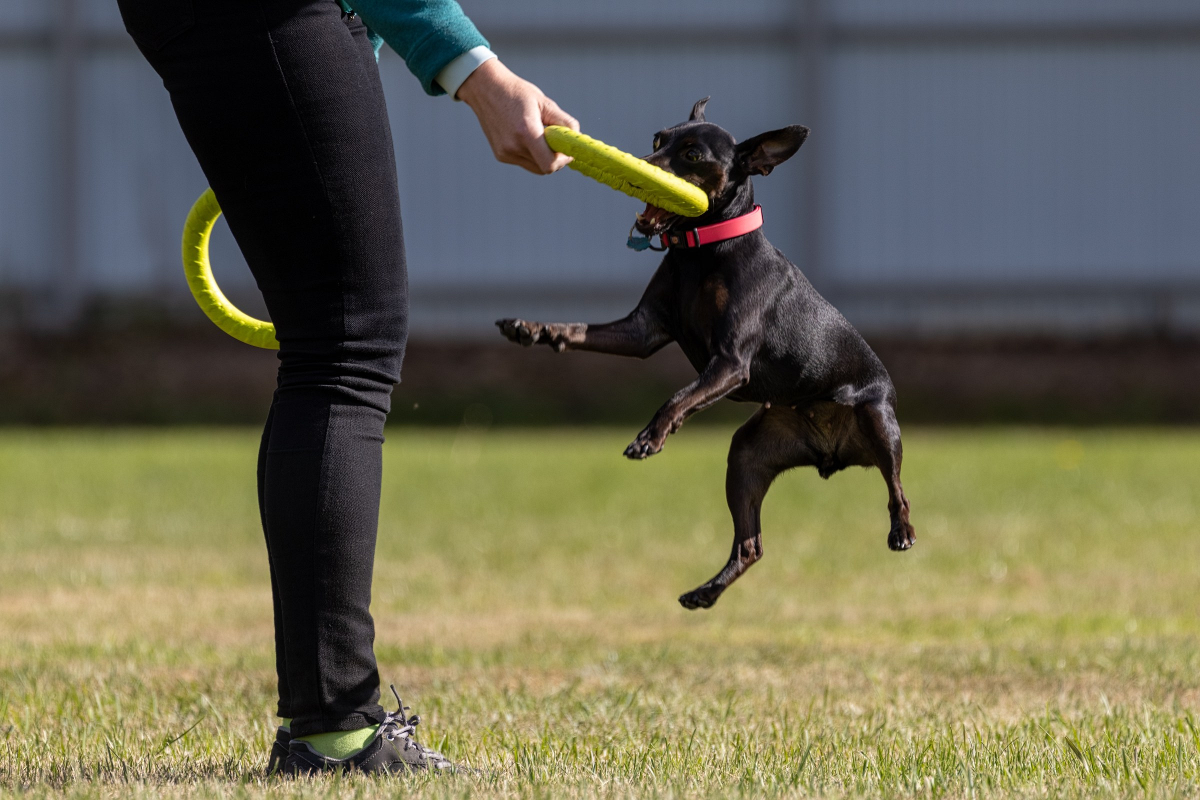 Дог-фризби. Irenephoto.ru