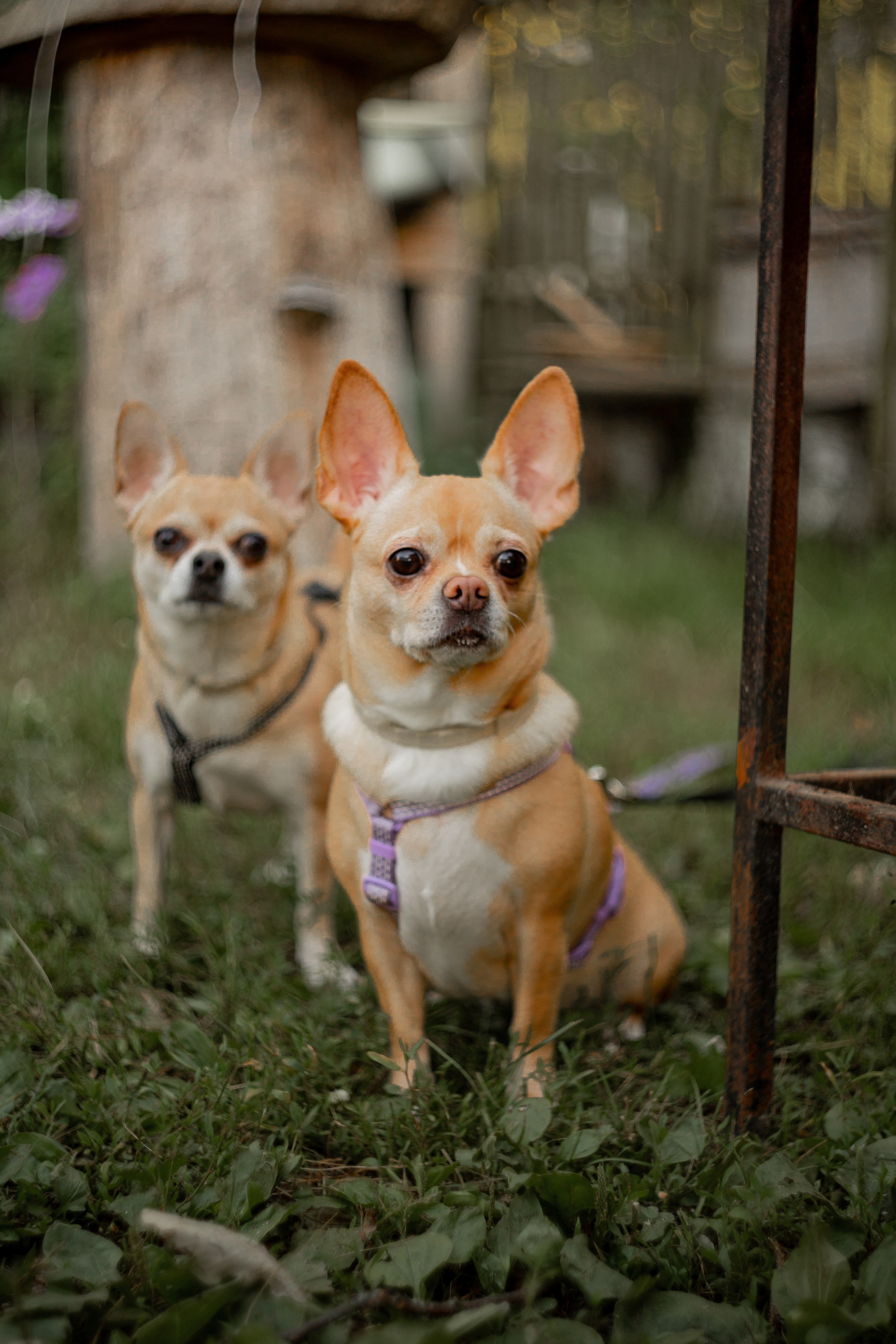 Природа/Улица. Ваш фотограф в Москве и области Юлия