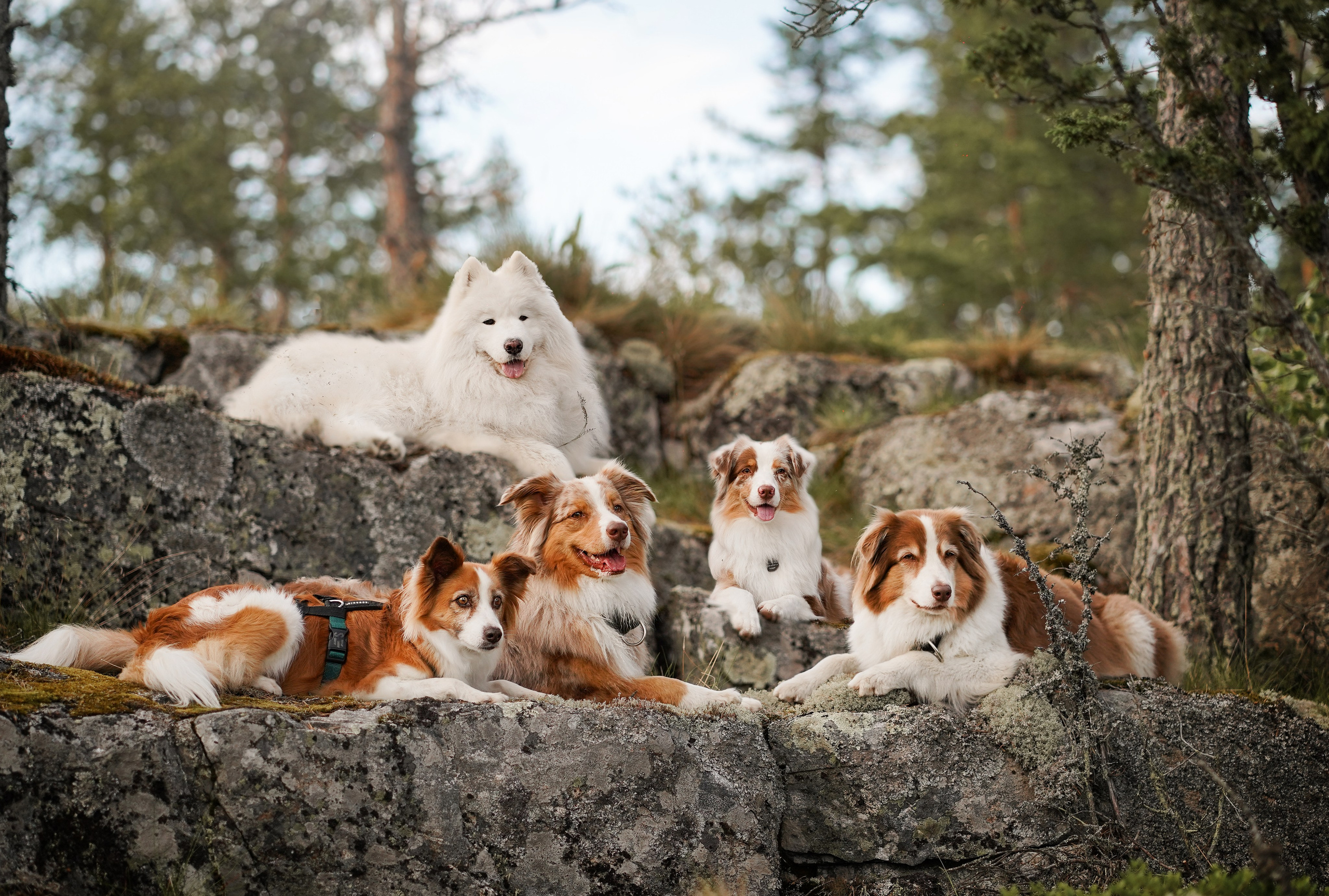 Карелия. Фотограф-анималист в Санкт-Петербурге Яна Мартынова