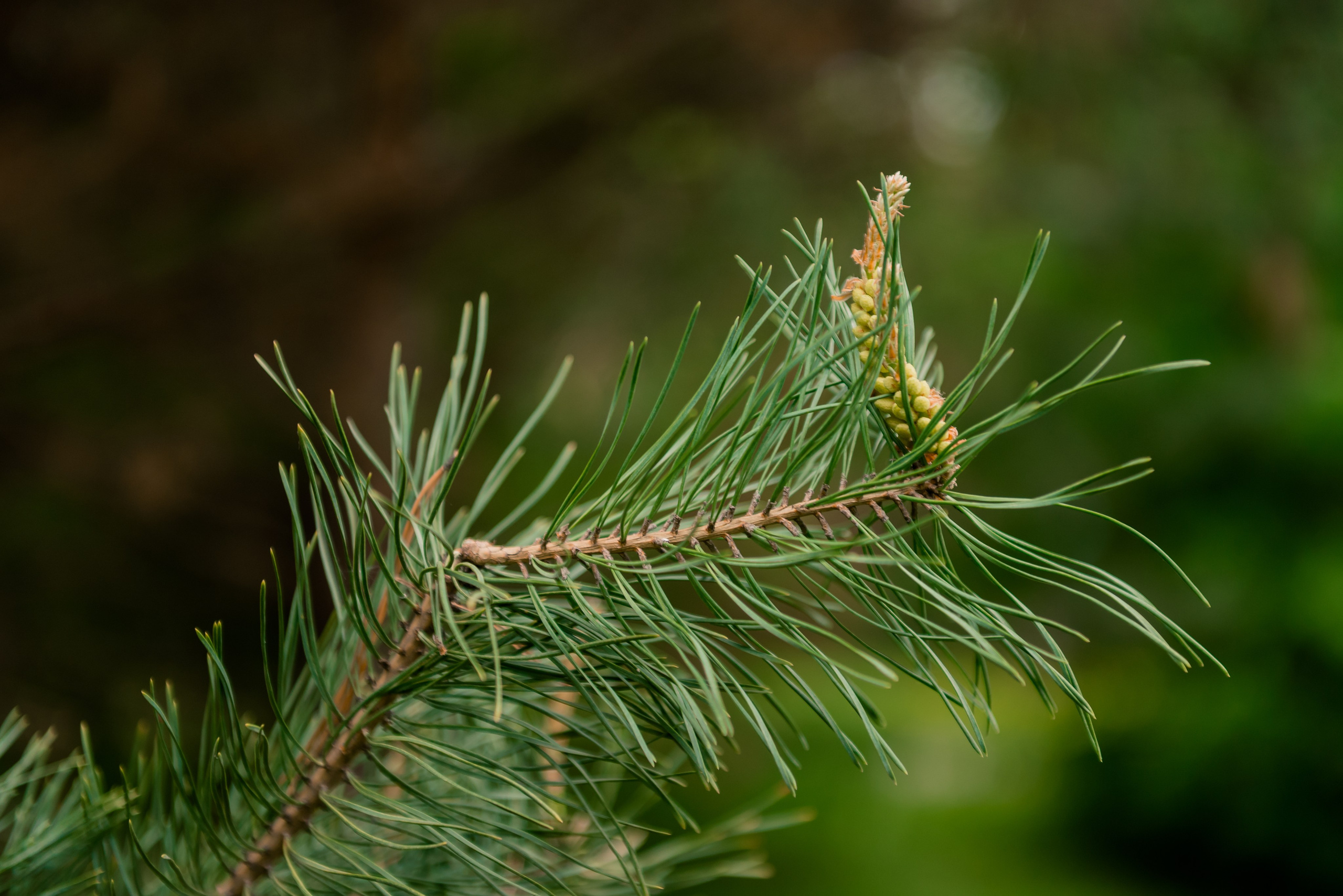 Беличья Тропа. Детский фотограф, семейный фотограф и репортажи в Кемерово