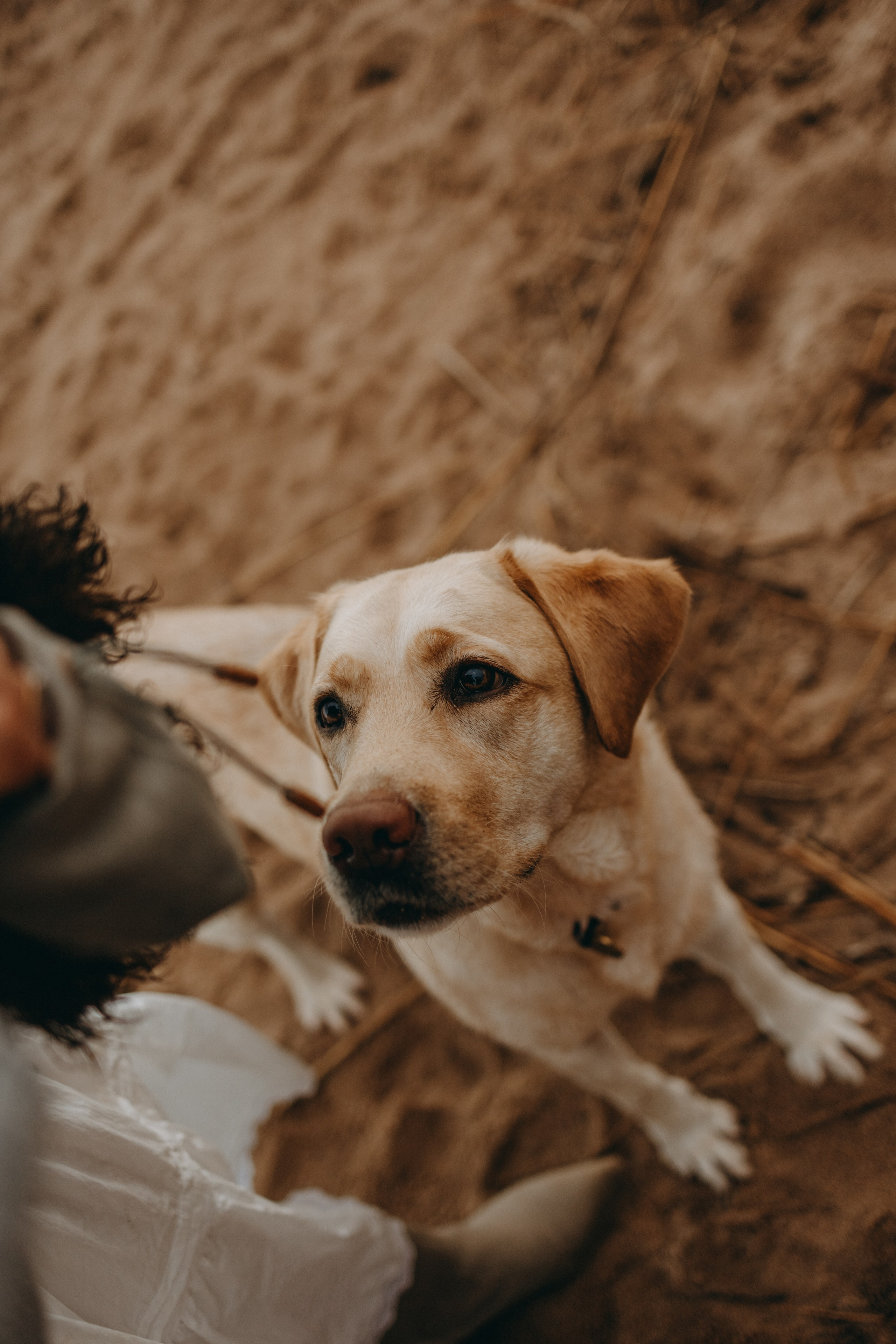 Наташа и Шани. Фотограф — Анималист | Санкт-Петербург