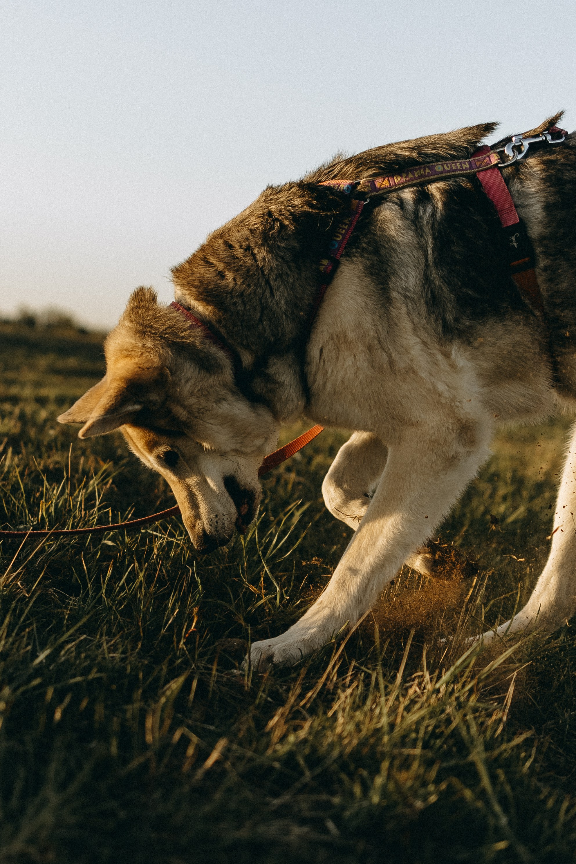 Саша и Зельда. Фотограф — Анималист | Санкт-Петербург