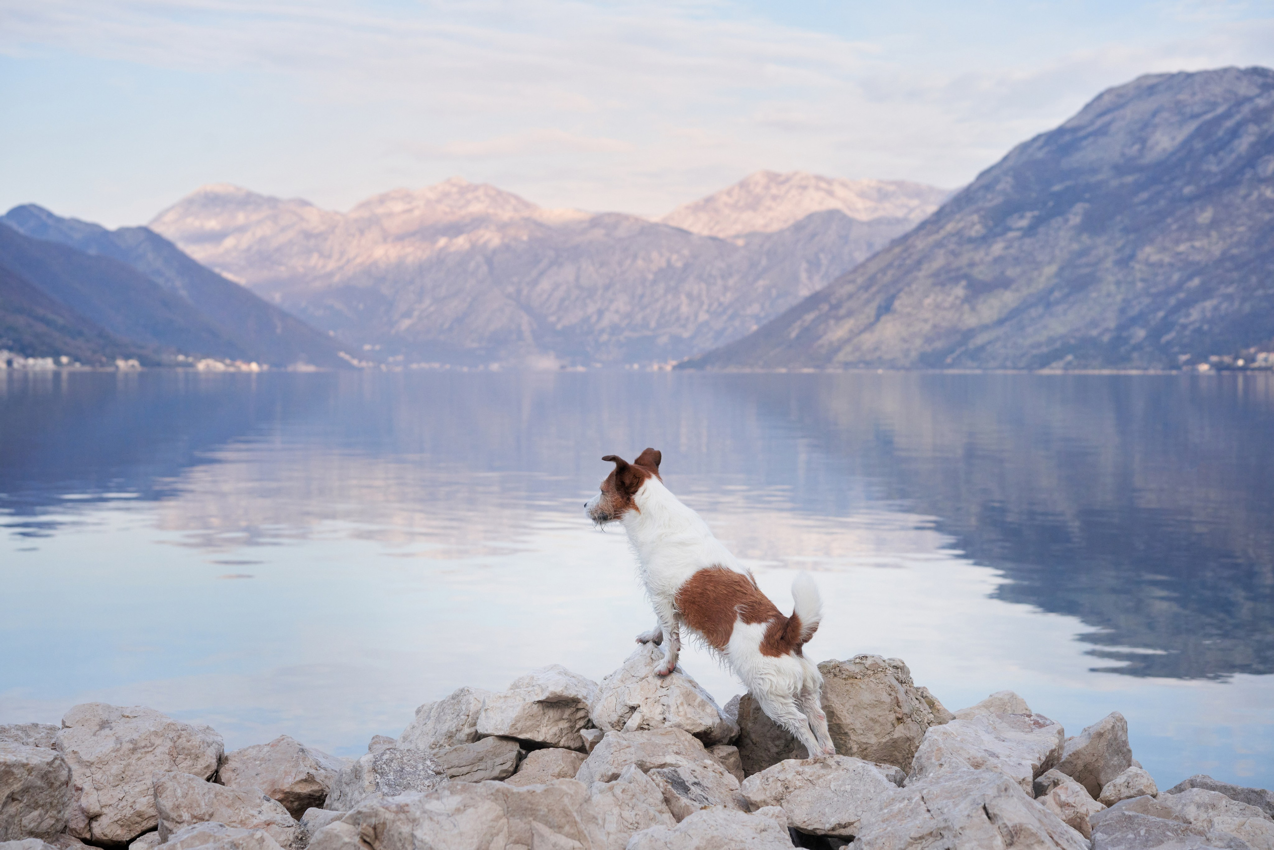 Photo of dogs in nature. landscape with dog. Dog photographer Averianova Anna — Art photography of dogs