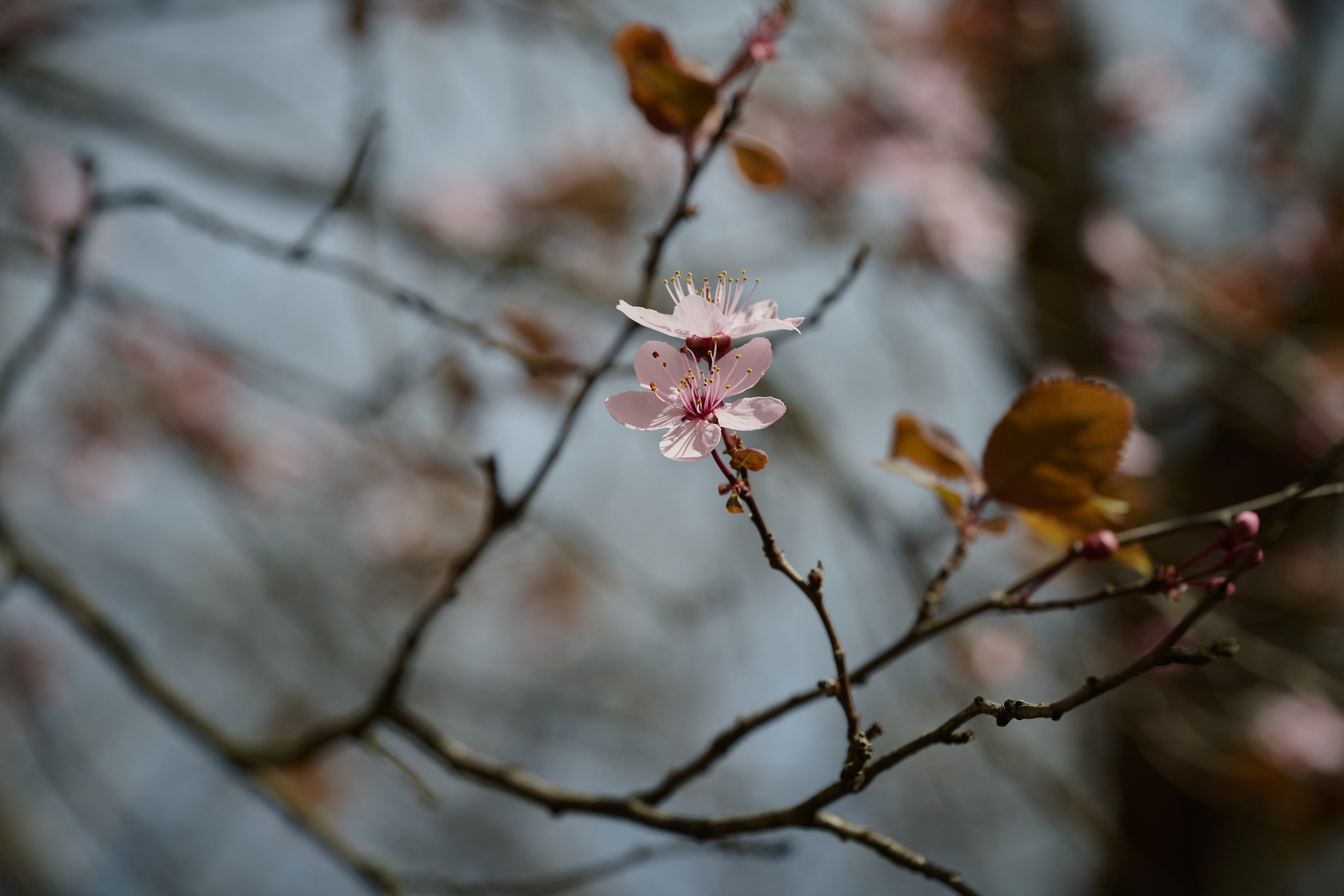 Мелитополь. Россия. Апрель 2024. Фотограф Роман Адлер