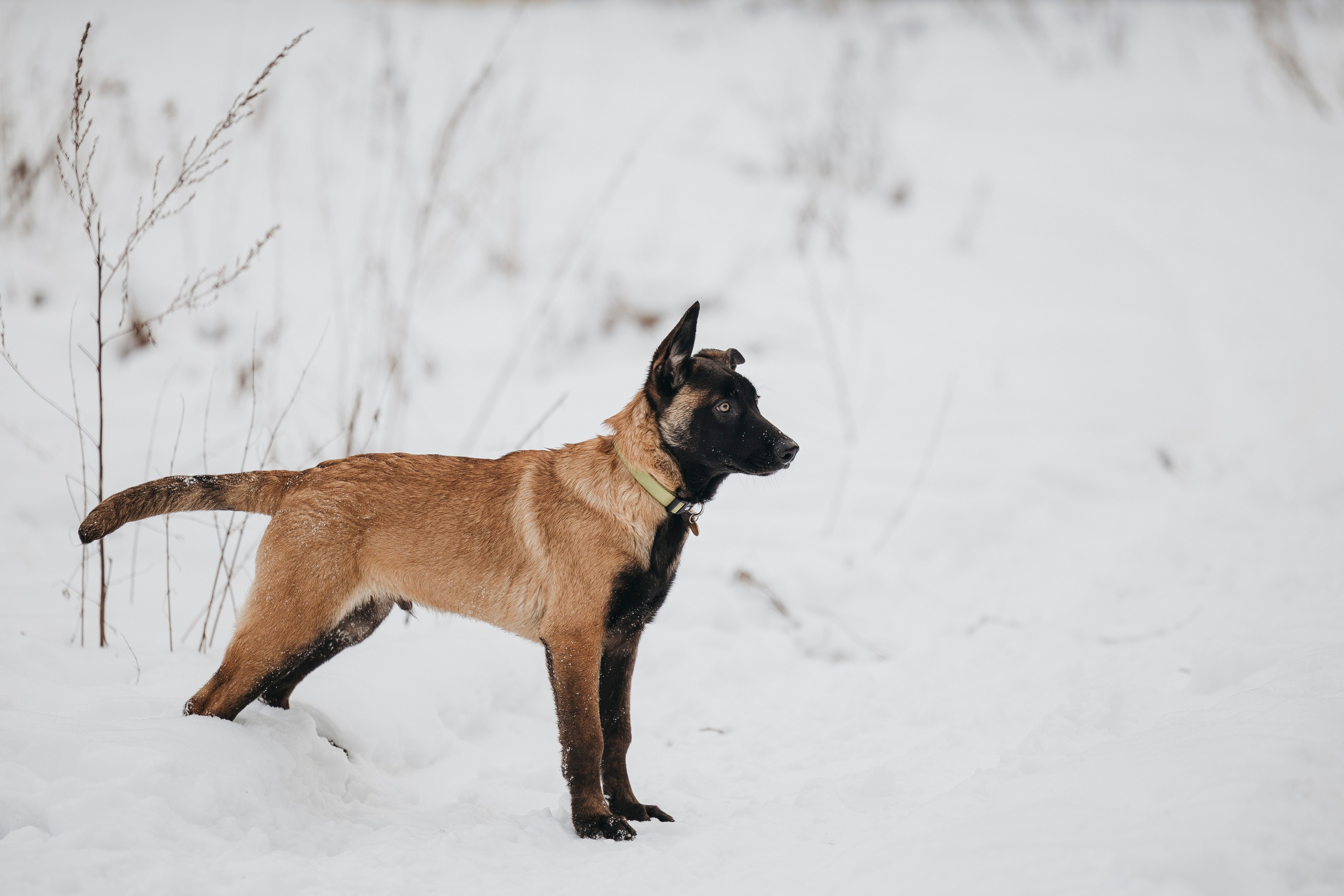 Даша, Омен, Айс и Рицу. Фотограф-анималист Анна Маринич