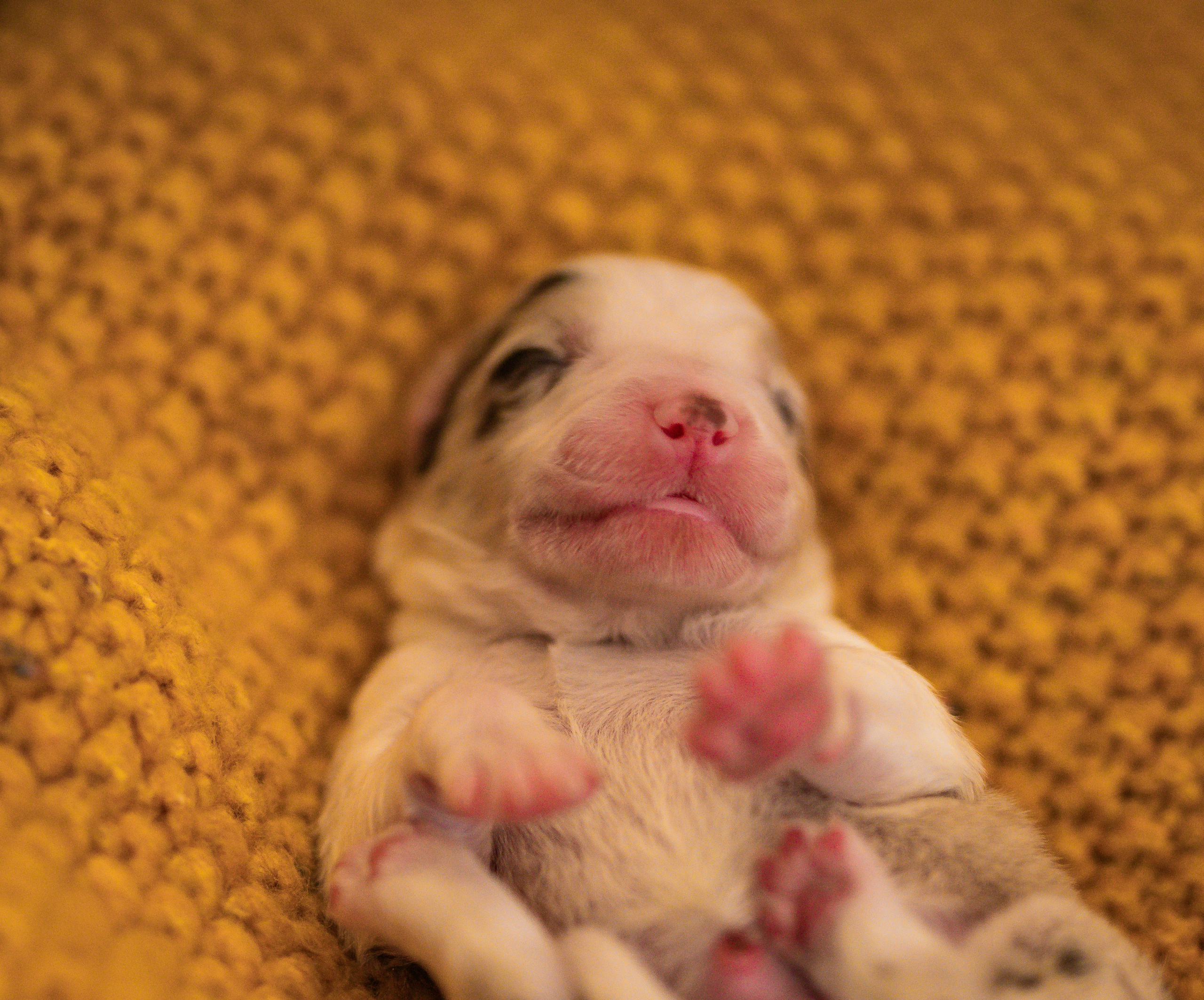 Фритсвит. Семейный фотограф Ефремова Виктория