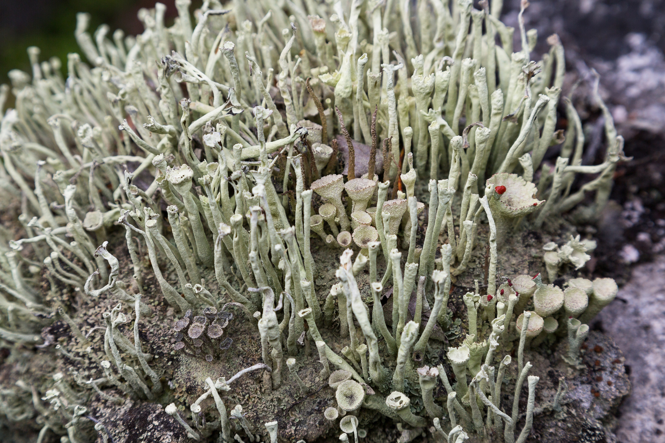 Мир растений. Пейзажи Крайнего Севера. Баренцево море, Рыбачий, Средний, Немецкий