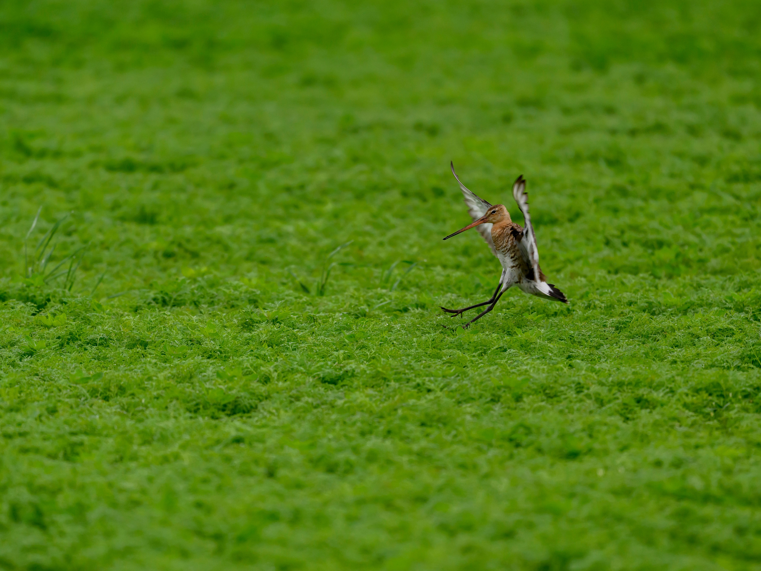 Веретенник. Фотограф Сергей Пупонин