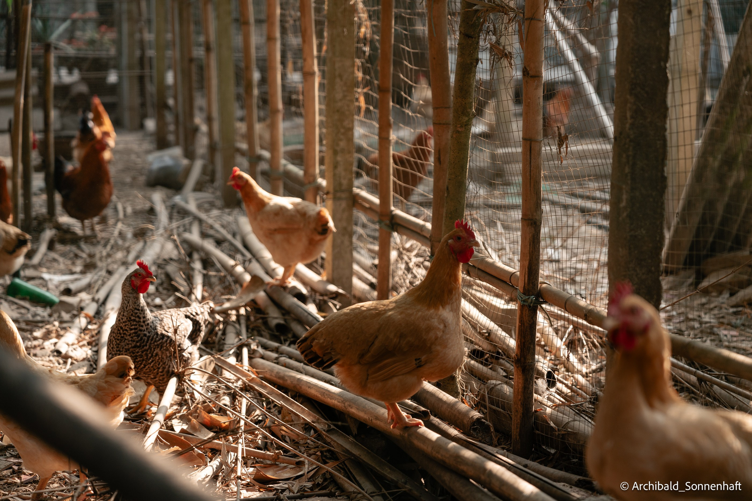 Diaolou in Kaiping. Photographer in Guangzhou, China. Archibald Sonnenhaft