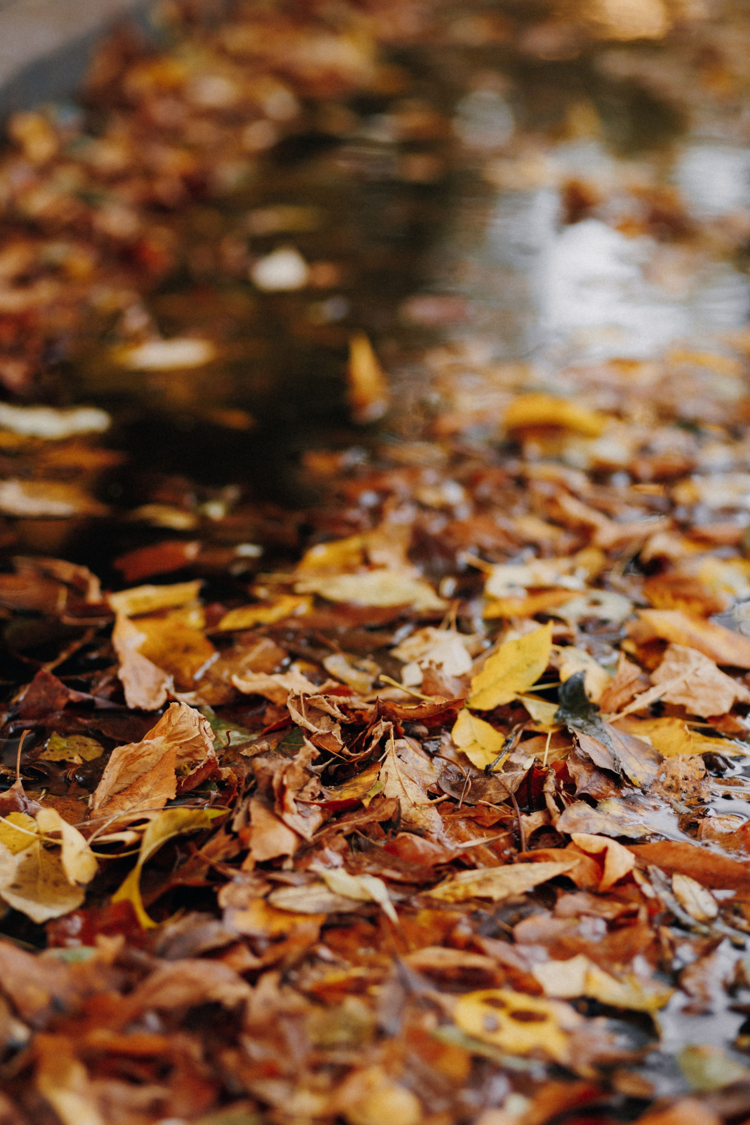 Осенняя фотосессия для Светы. Свадебный и семейный фотограф Витебск, Минск, Андрей Павлов