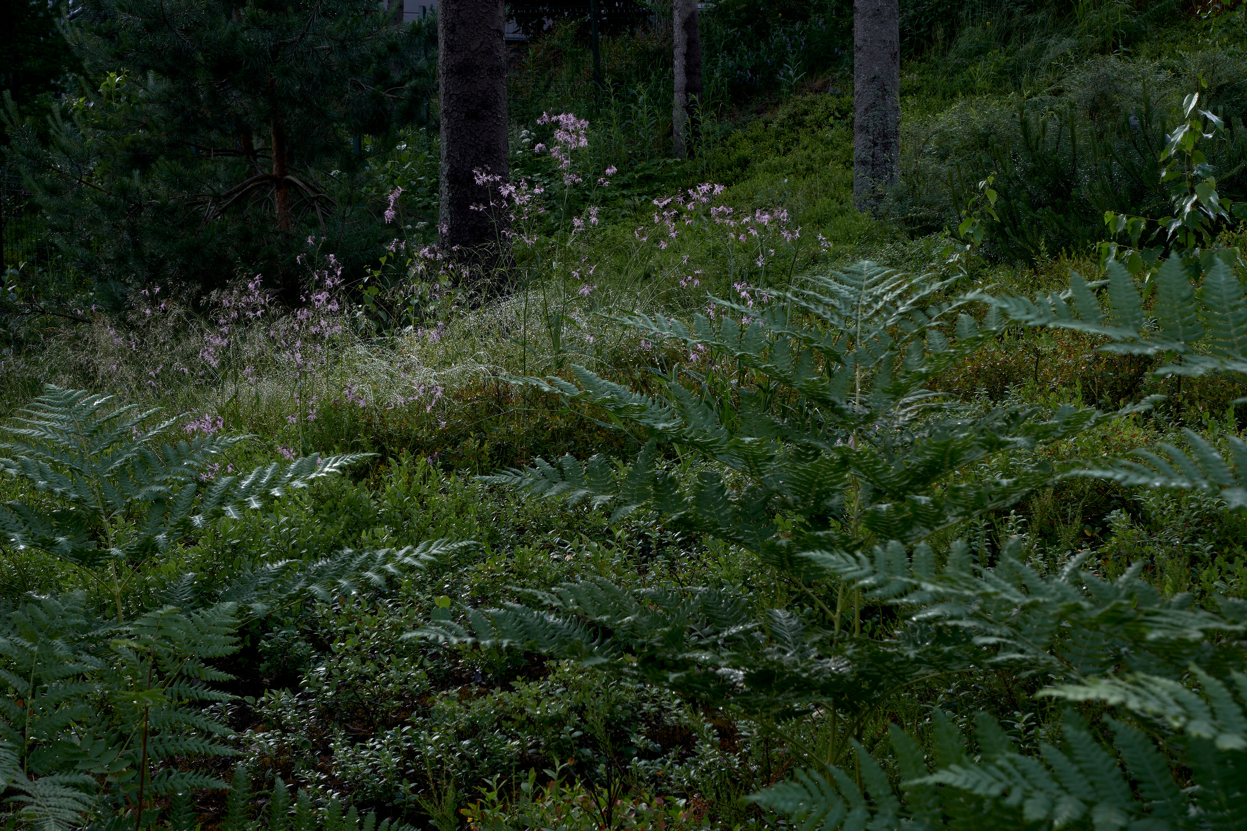 Ландшафтный и интерьерный фотограф Наталья Соловьева. Фотосъемка сада Hugel для ландшафтной студии lburo | interioto