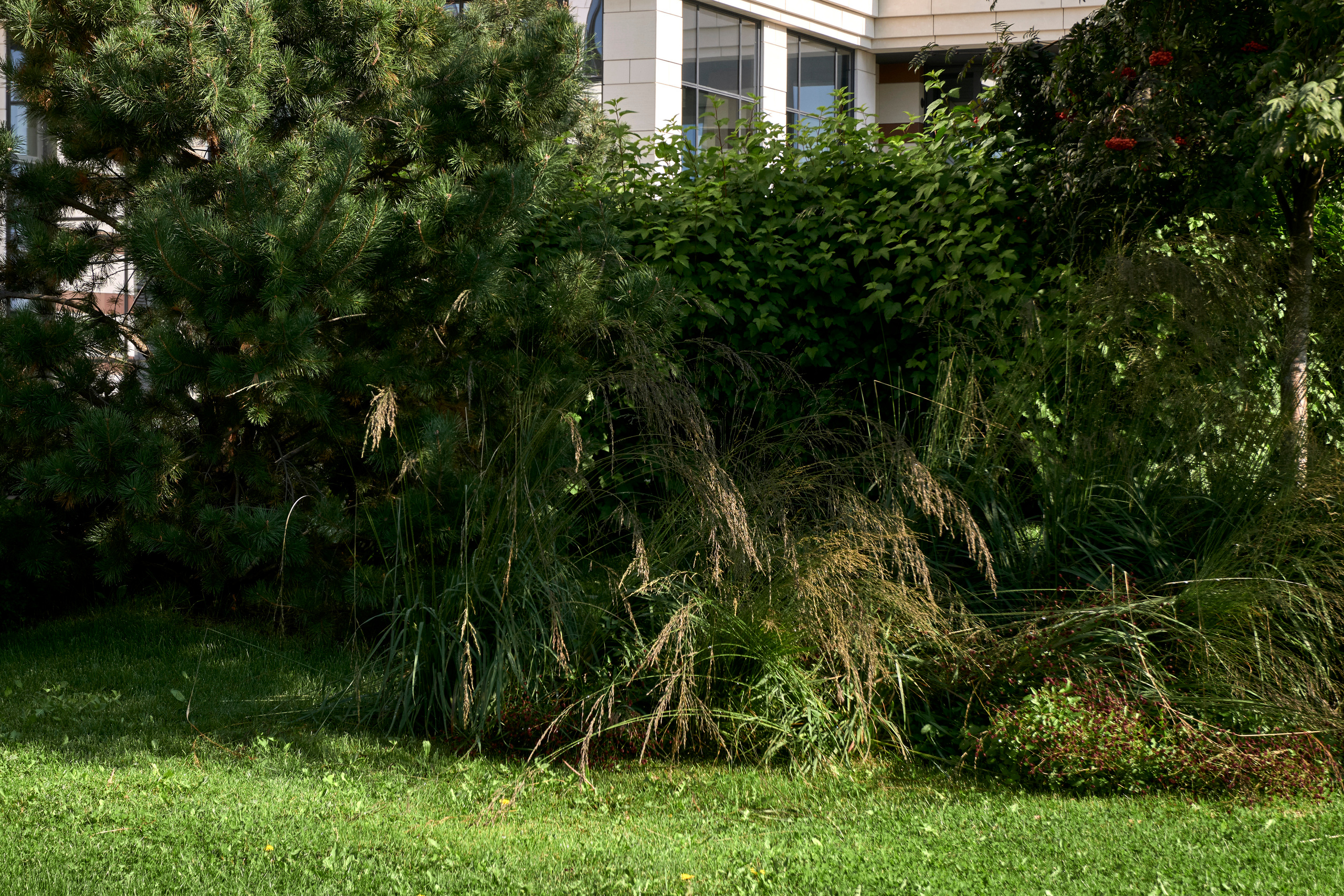 Ландшафтный и интерьерный фотограф Наталья Соловьева. Фотосъемка озеленения территории ЖК Bauhaus для ландшафтной студии lburo | interioto