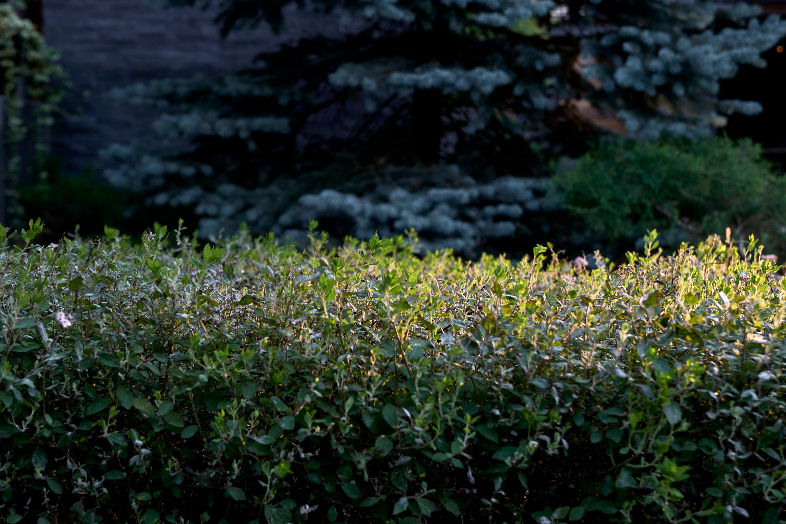 Ландшафтный и интерьерный фотограф Наталья Соловьева. Фотосъемка проекта Дивный сад для ландшафтной студии L.BURO | interioto