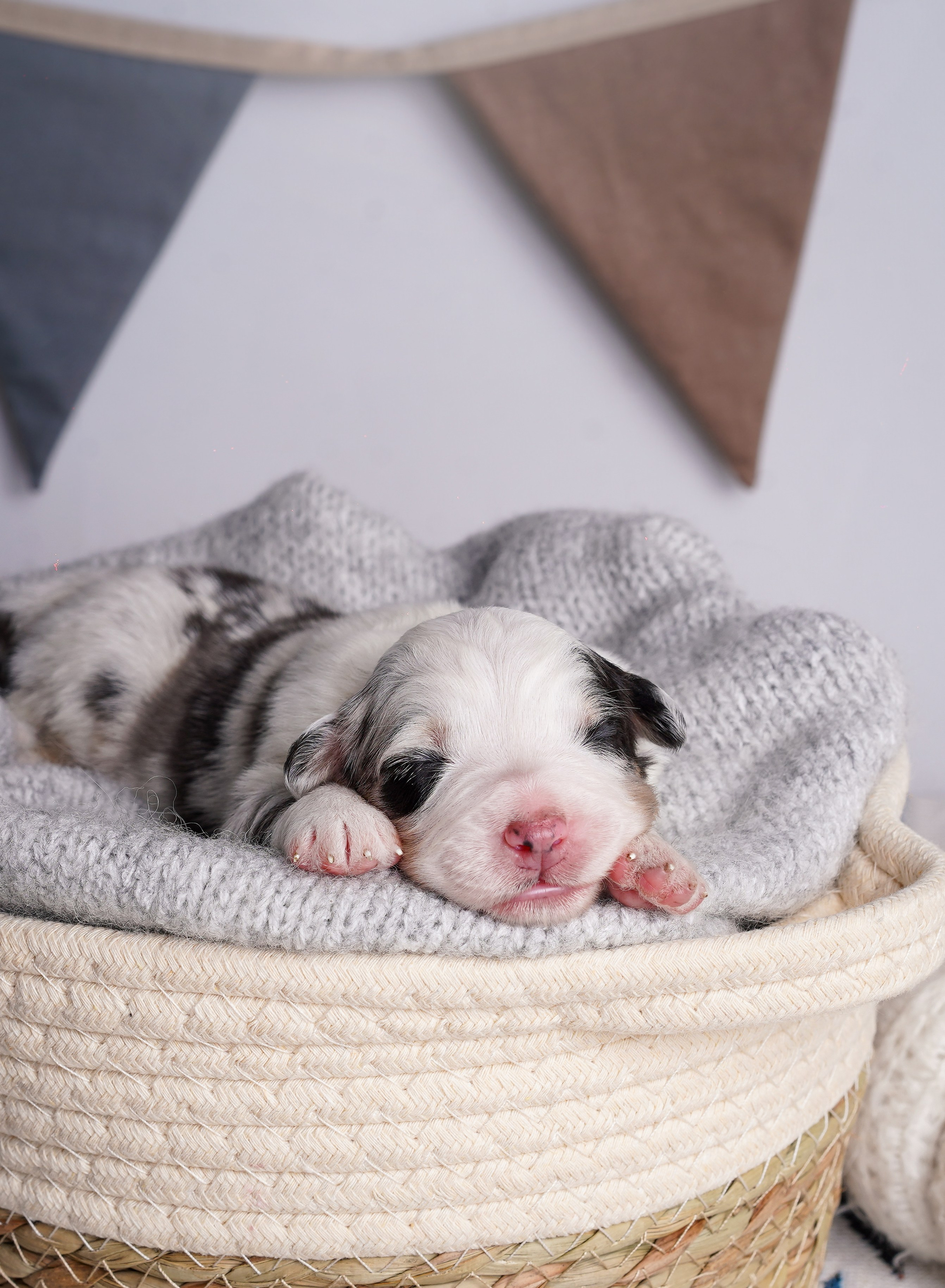 Щенки аусси. Фотограф-анималист в Санкт-Петербурге Яна Мартынова