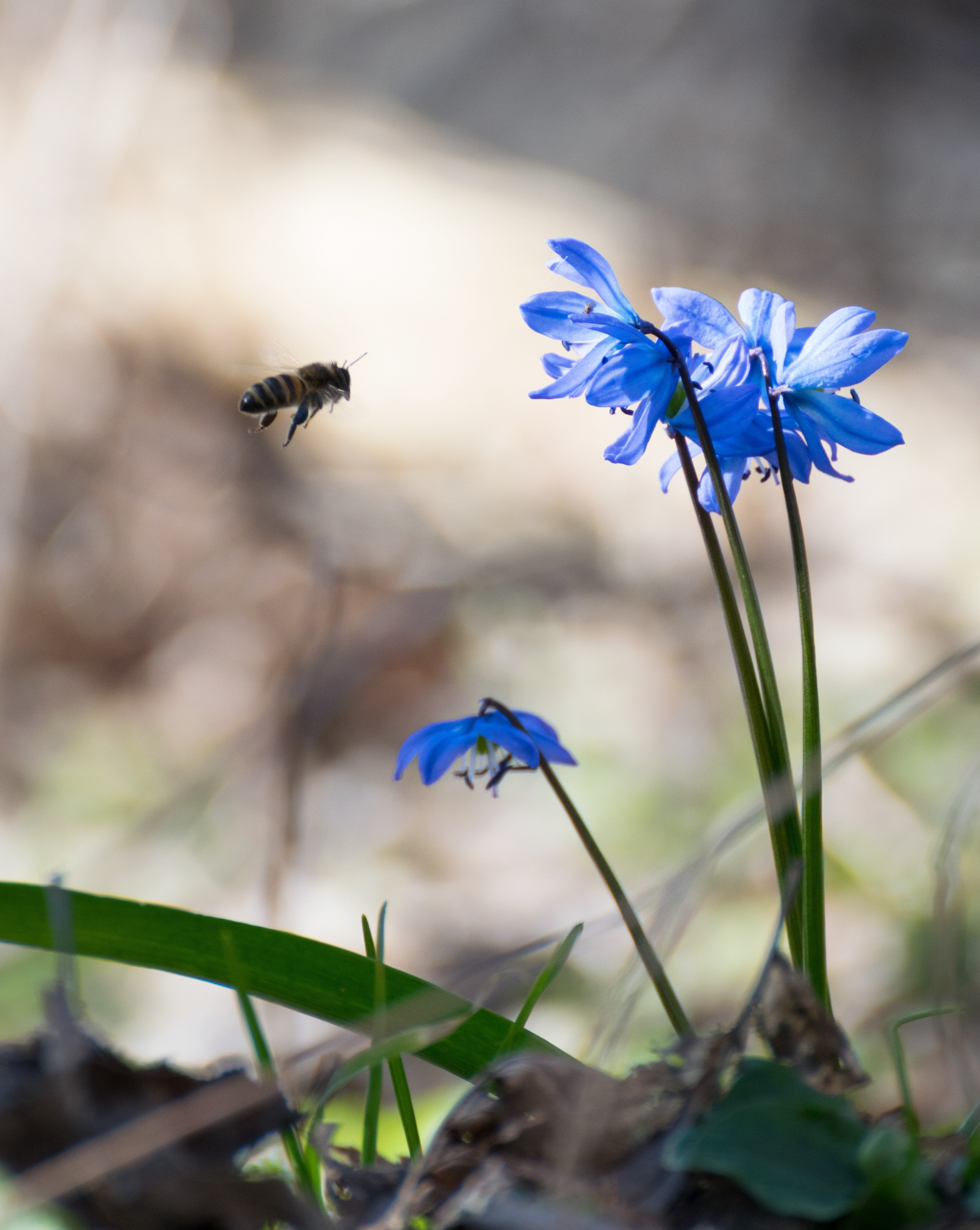 Цветы. Фотограф Вадим Хмурковский