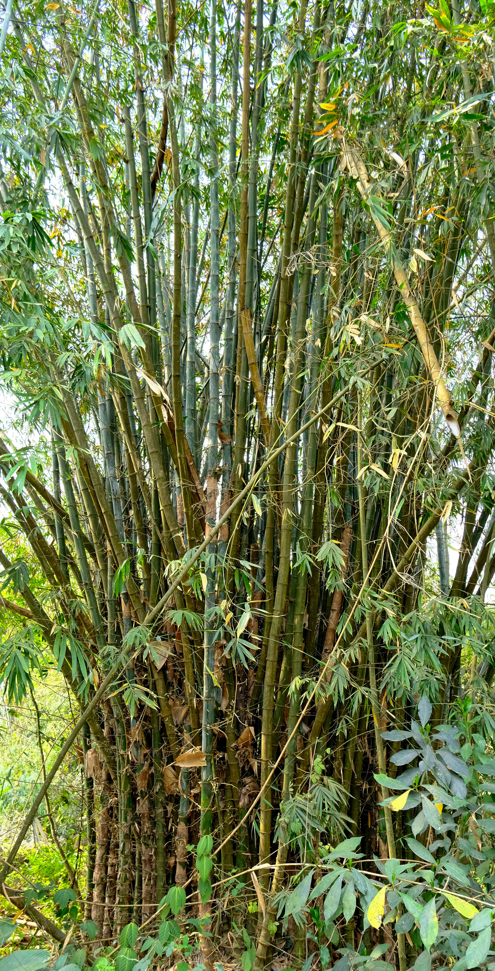 Индия штат Аруначал-Прадеш. Фотографии из путешествий