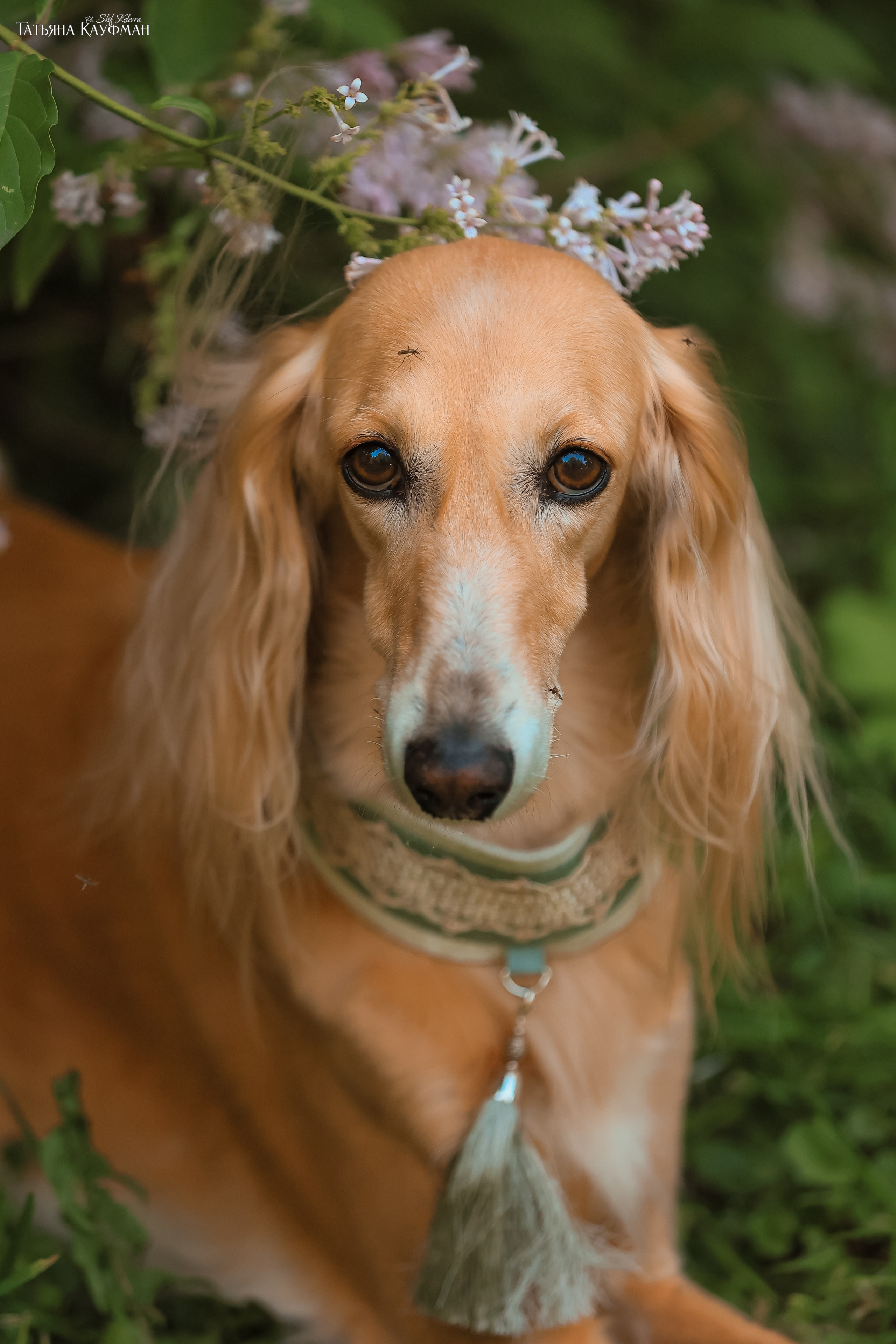 Салюки, фотография салюки, собака в цветах, красивая собака, фотограф анималист, фотокурс Анималистика, научиться фотографировать собак