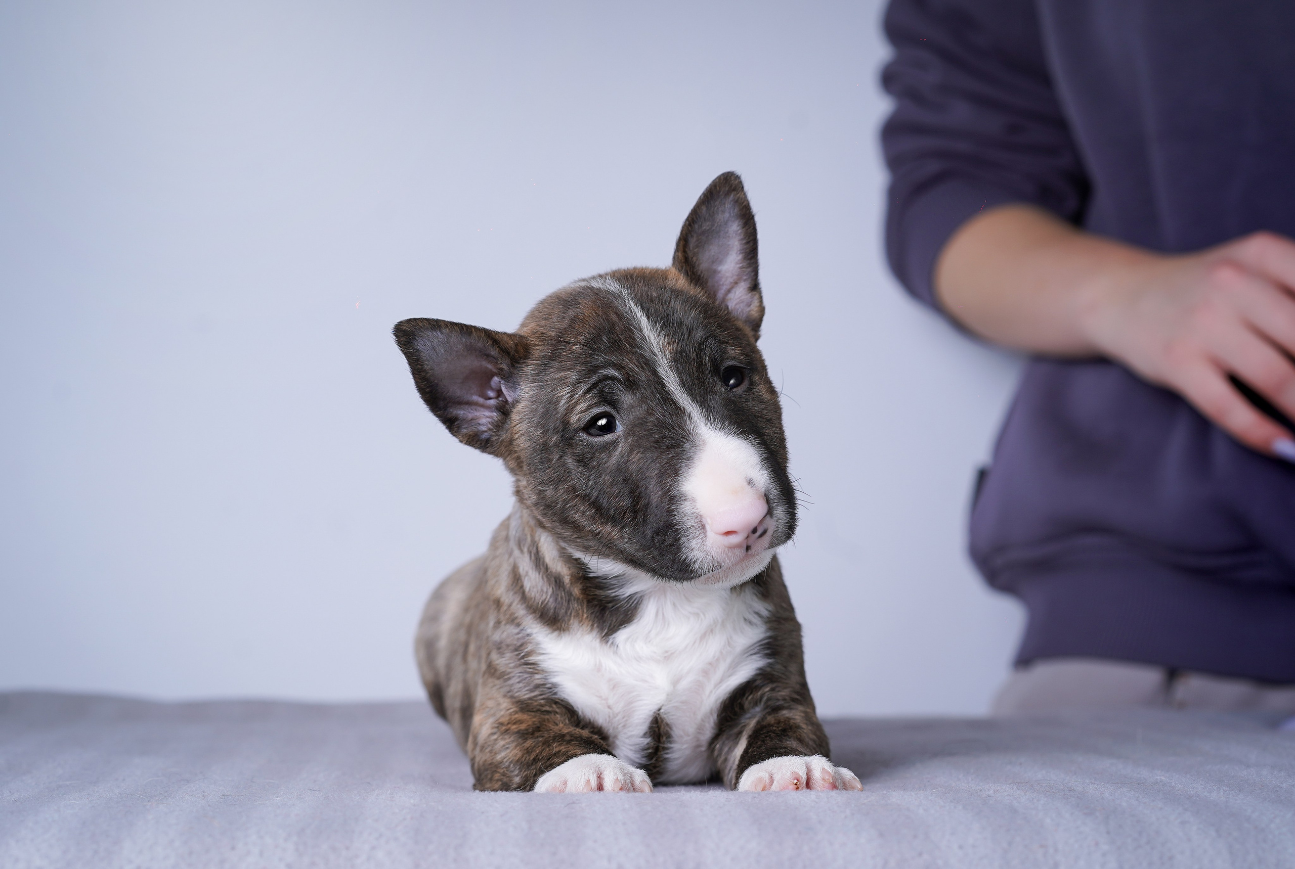 Щенки минибуля. Фотограф-анималист в Санкт-Петербурге Яна Мартынова