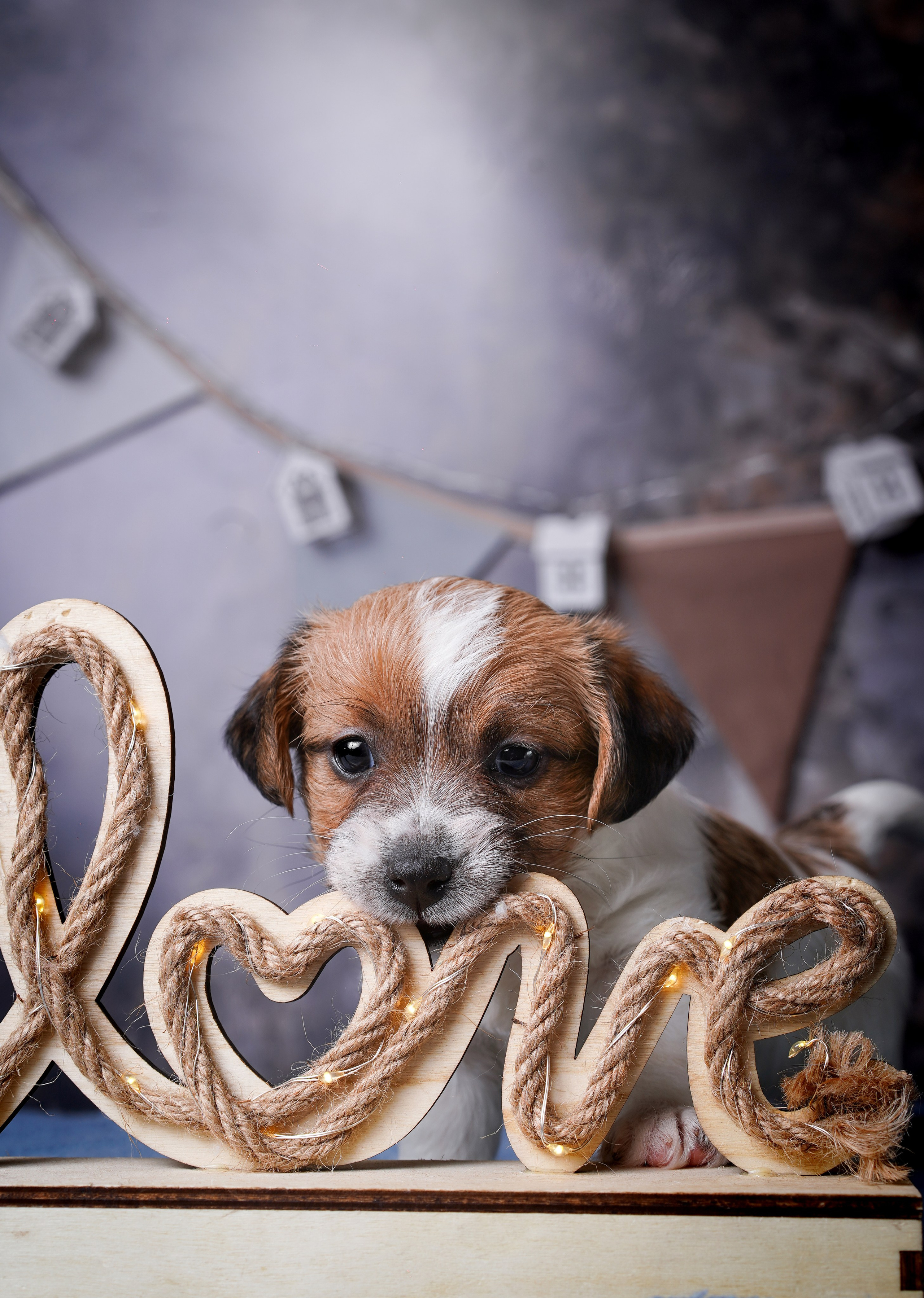 Щенули джек-рассела. Фотограф-анималист в Санкт-Петербурге Яна Мартынова