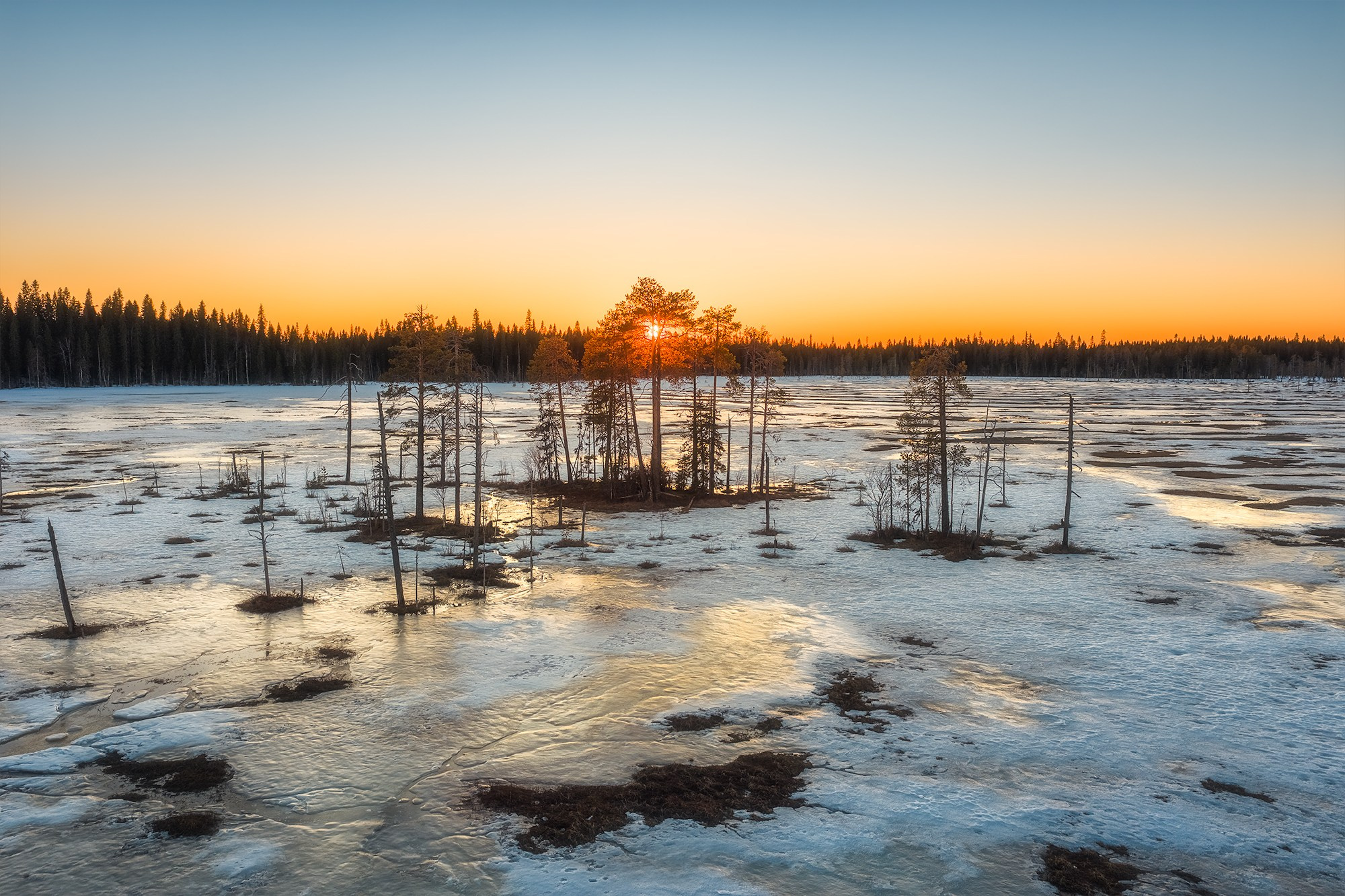 Весна в лесу. Фотосъемка в Архангельске, фотограф Александр Ермолин