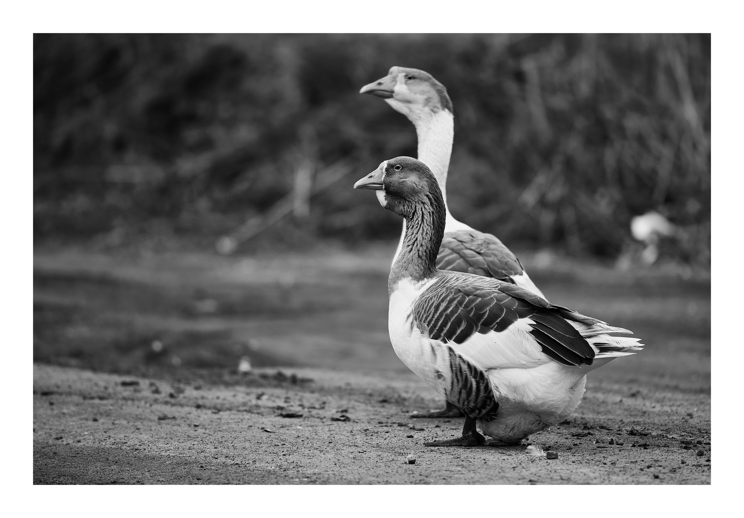 Фотопринты А3. Фотопроект «Территории»