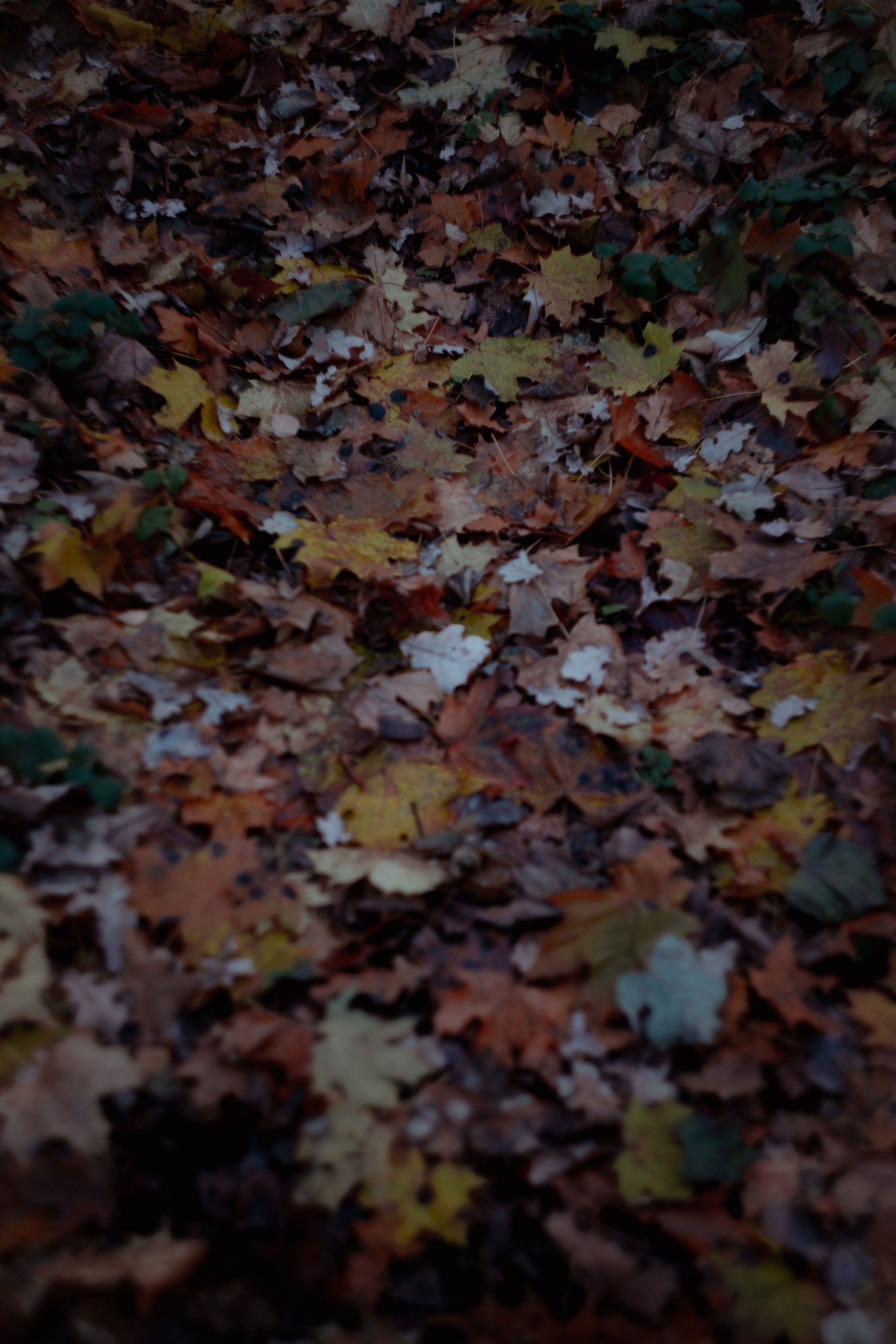 Ноябрь 2023. Efremovaphoto.ru