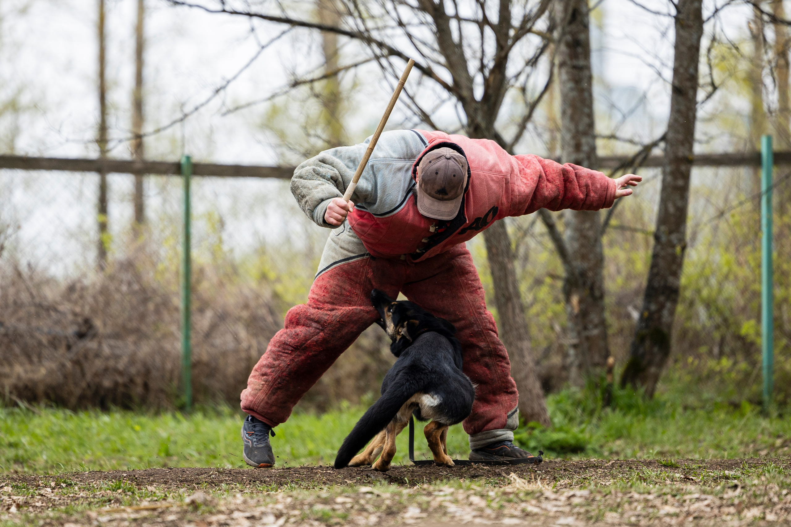 Квалификационные состязания по мондьорингу г. Вологда 11.05.24. Фотограф-анималист Анна Маринич