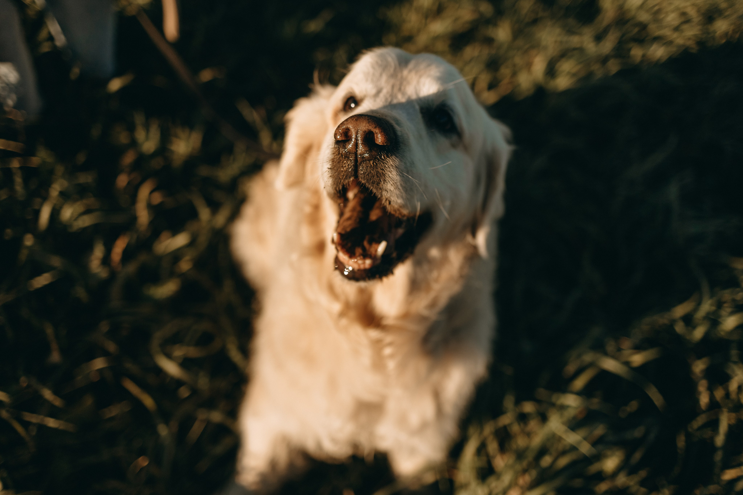 Лера и Скай. Фотограф — Анималист | Санкт-Петербург