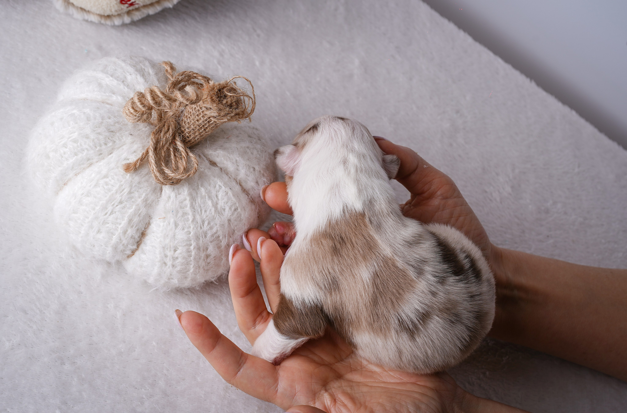 Щенули аусси. Фотограф-анималист в Санкт-Петербурге Яна Мартынова
