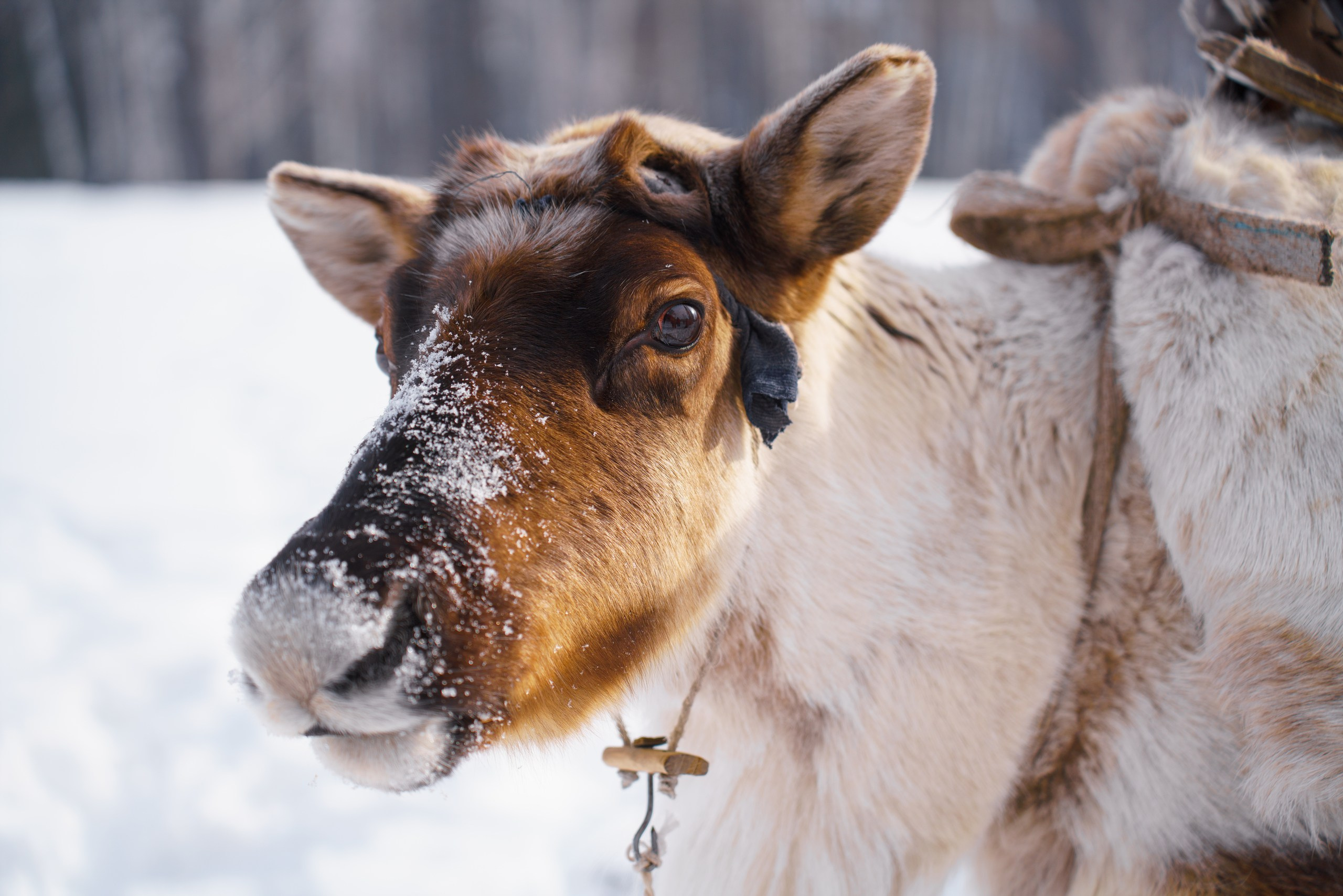 В олене жизнь. Фотограф в Красноярске Нерозя Александр. Пейзаж, природа, портрет