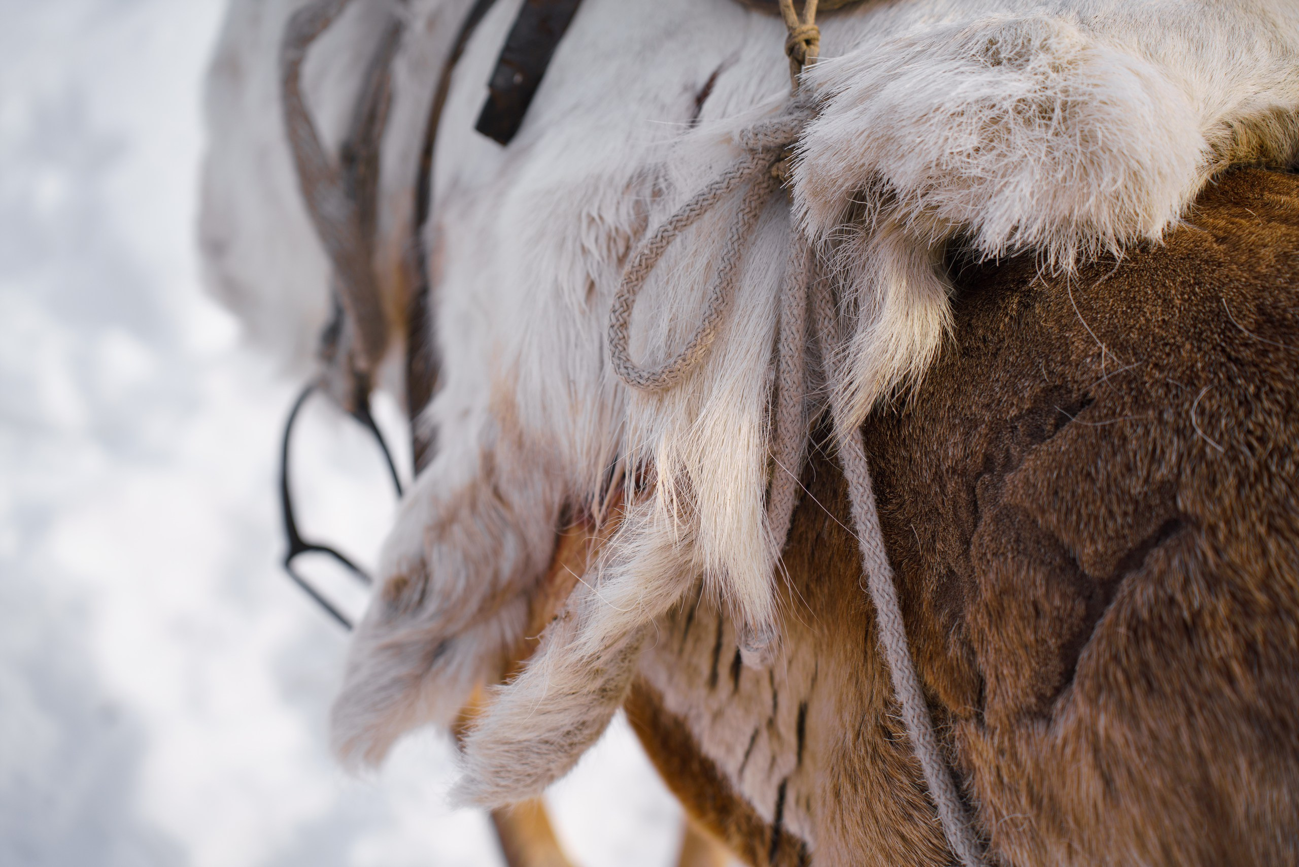 В олене жизнь. Фотограф в Красноярске Нерозя Александр. Пейзаж, природа, портрет