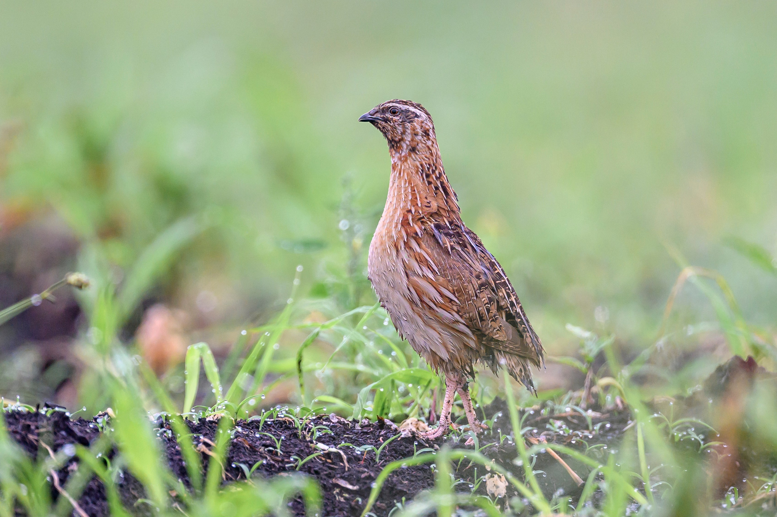 Перепела, часть III. Wildlife photography by Sergey Puponin