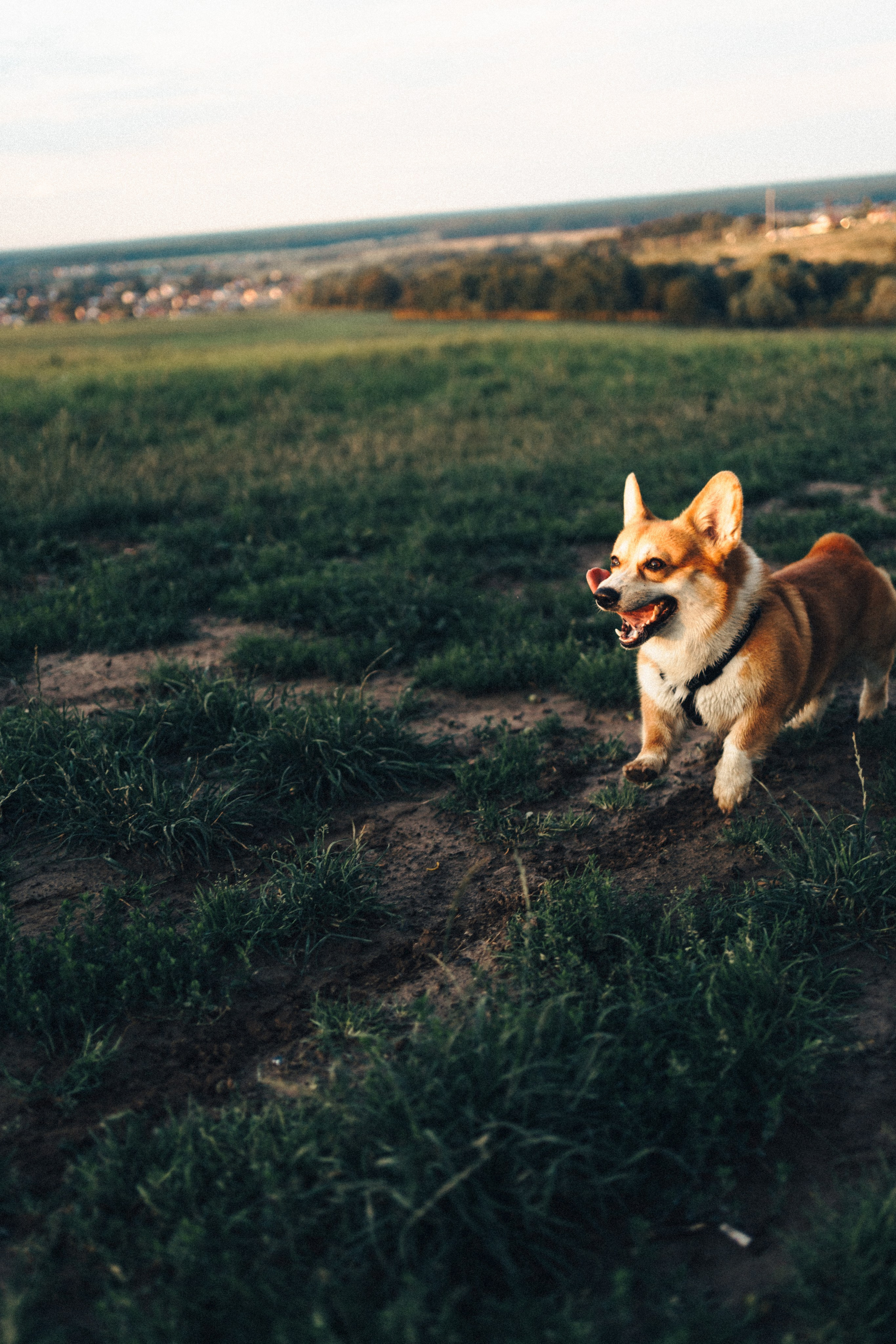 Дерево жизни. Семейный и детский фотограф и видеограф в Москве, Серпухове и Тарусе Валерия Сорокина