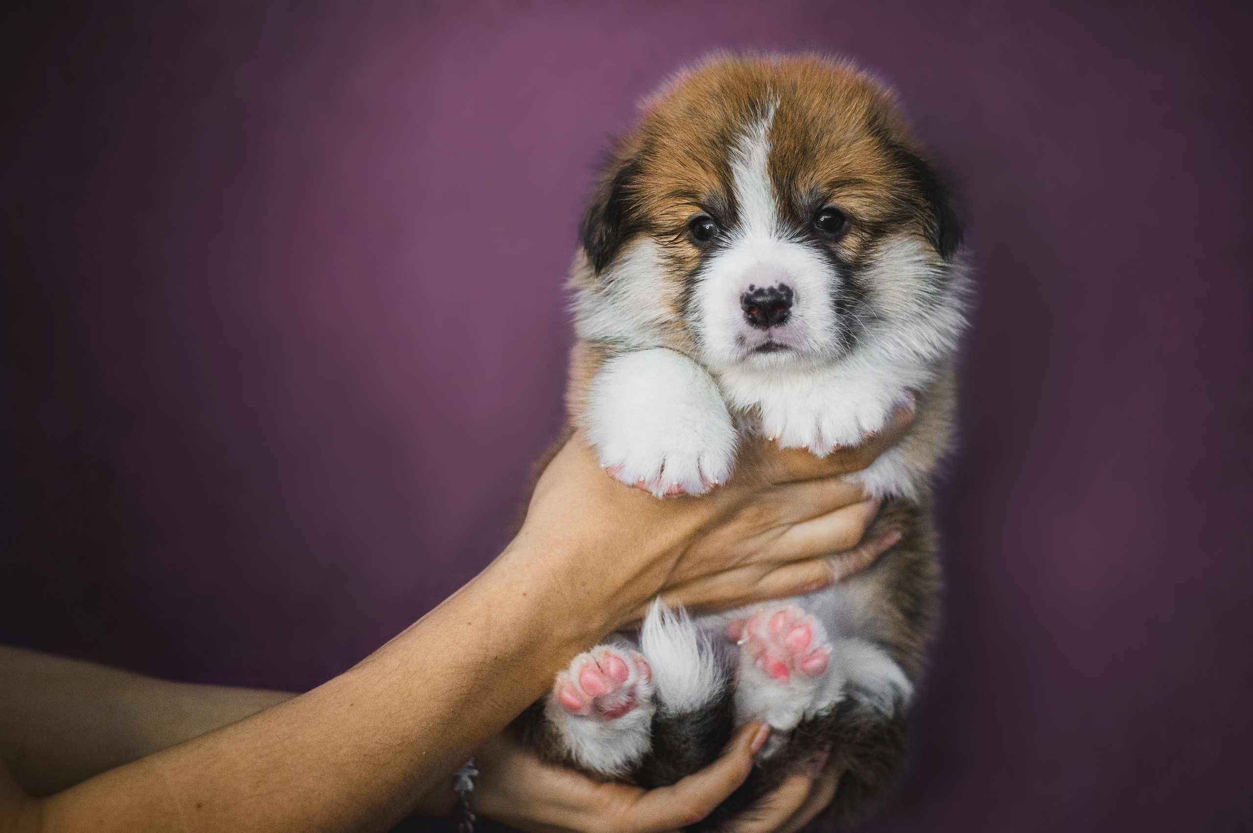 Вельш-корги пемброк. Анна Пушина, фотограф, Москва, Королев, Пушкино