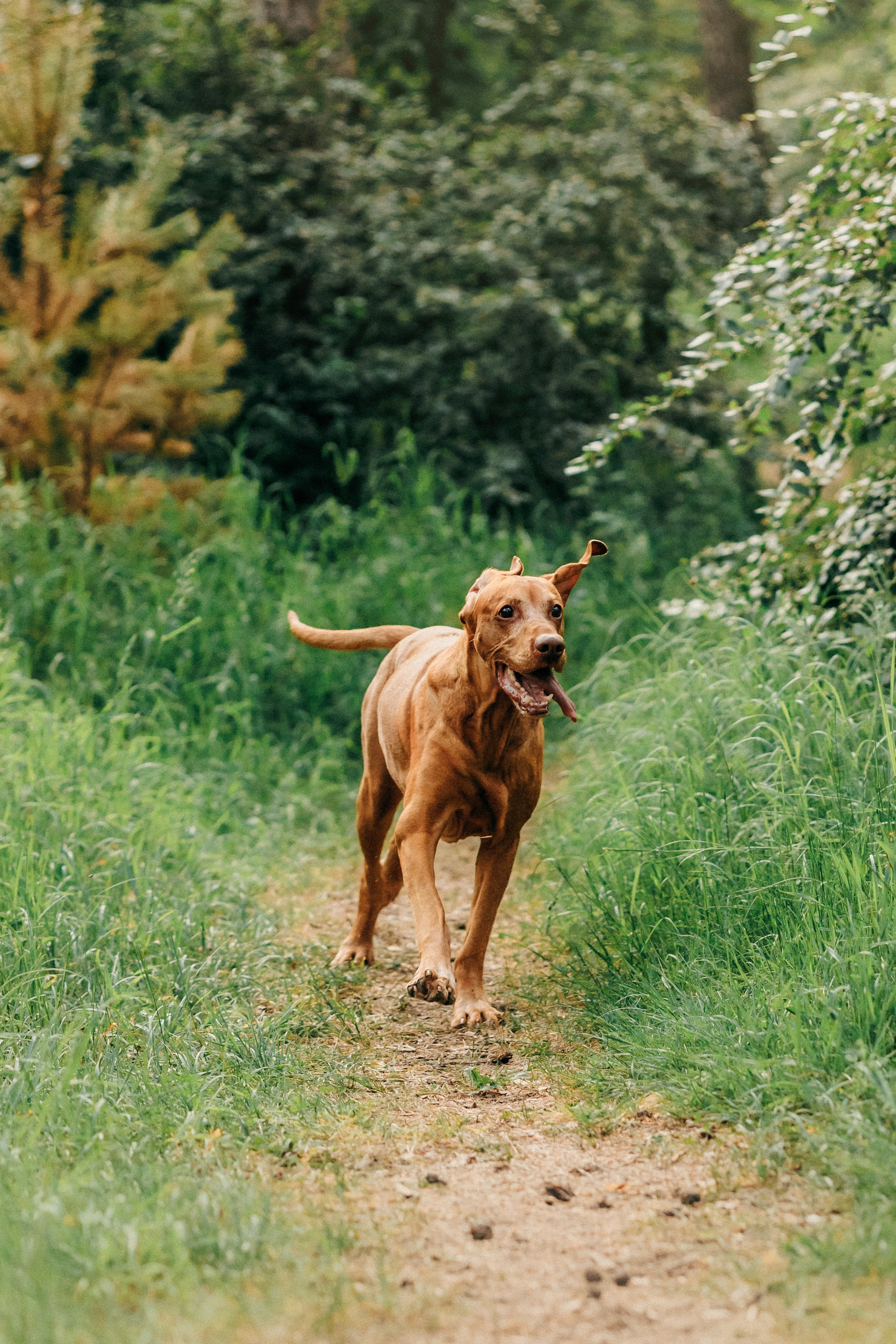 Марина, Глеб, Мая и Чили. Фотограф-анималист Елена Радченко, Москва